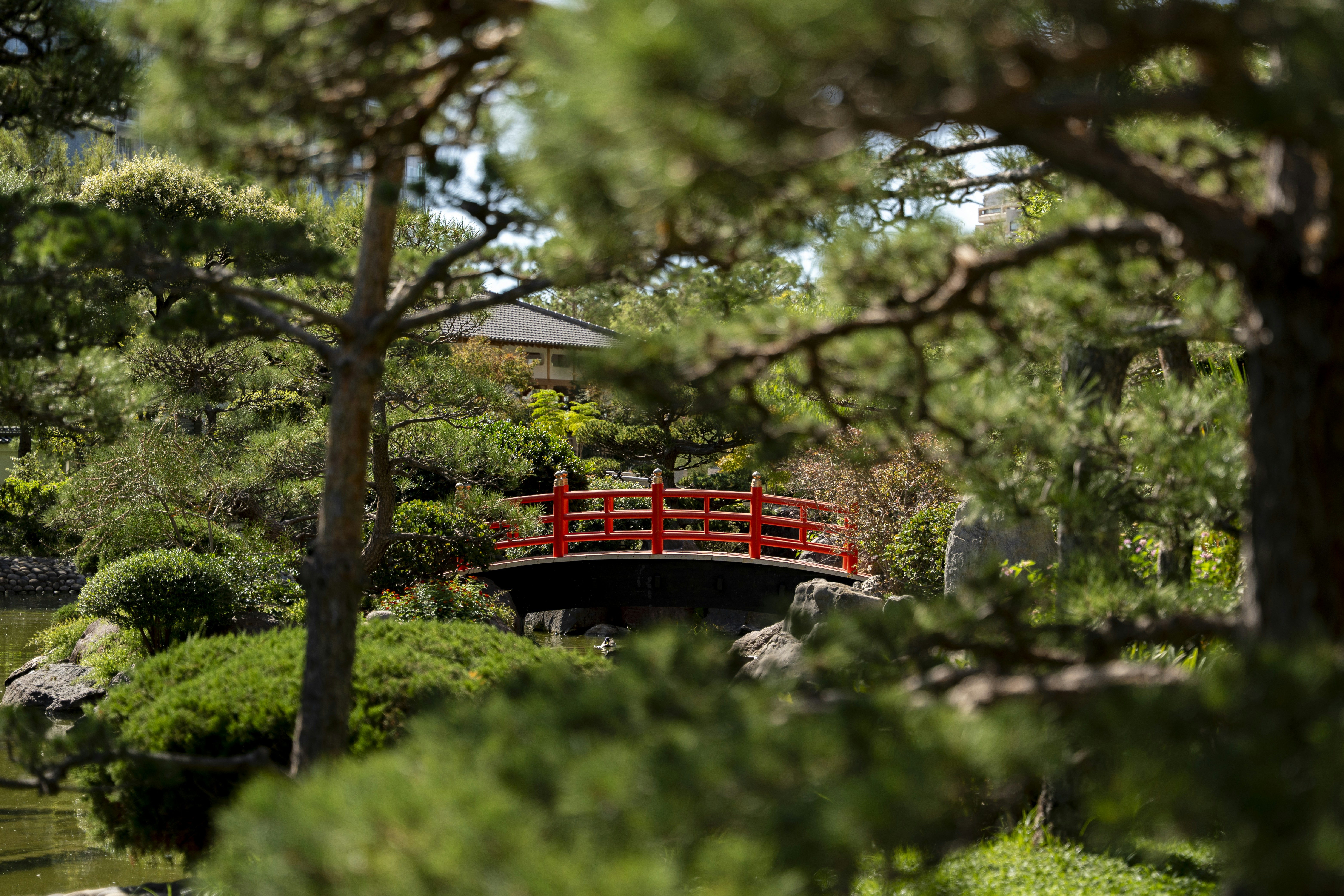 A red arched bridge in a Japanese garden framed by pine tree branches