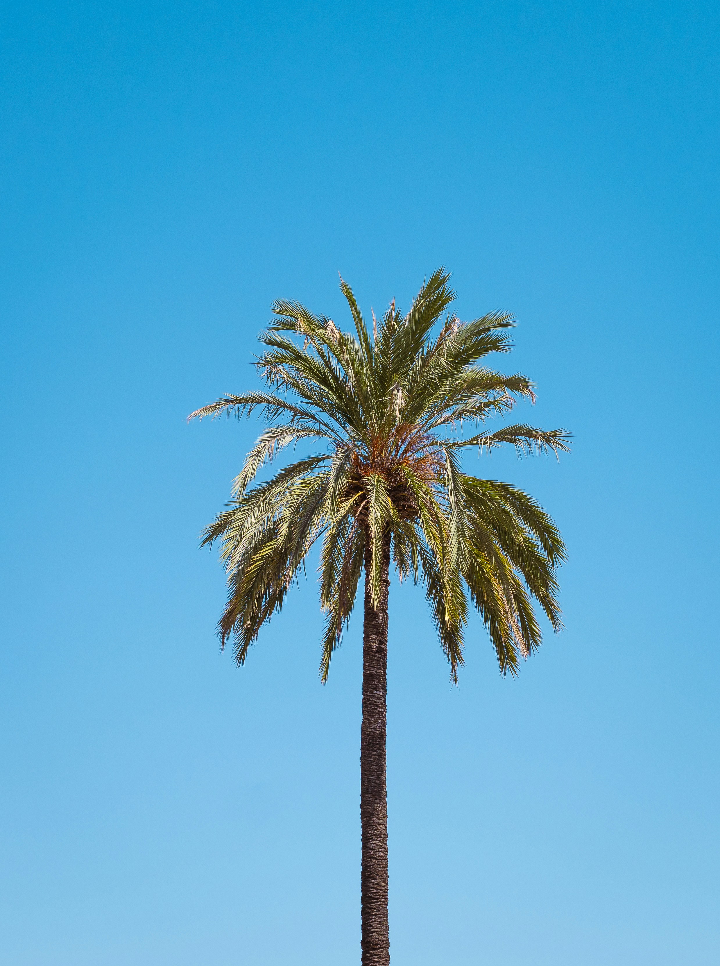 A single palm tree with green fronds against a clear blue sky