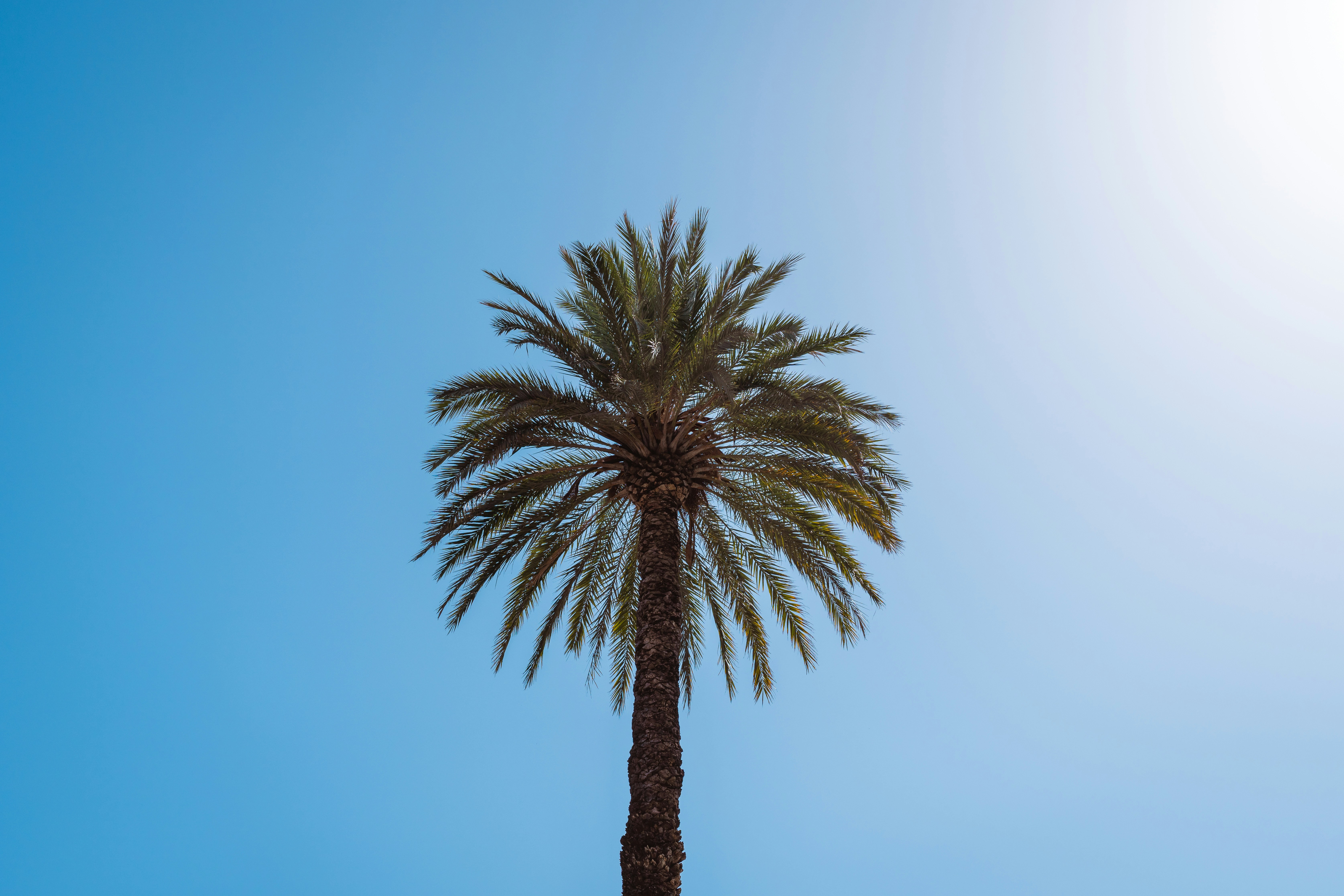 A single palm tree against a clear bright blue sky