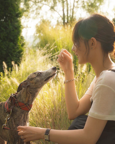 Priya with Esopus, a brindle Ashgrove whippet from 2024, in the tall grass at sunset
