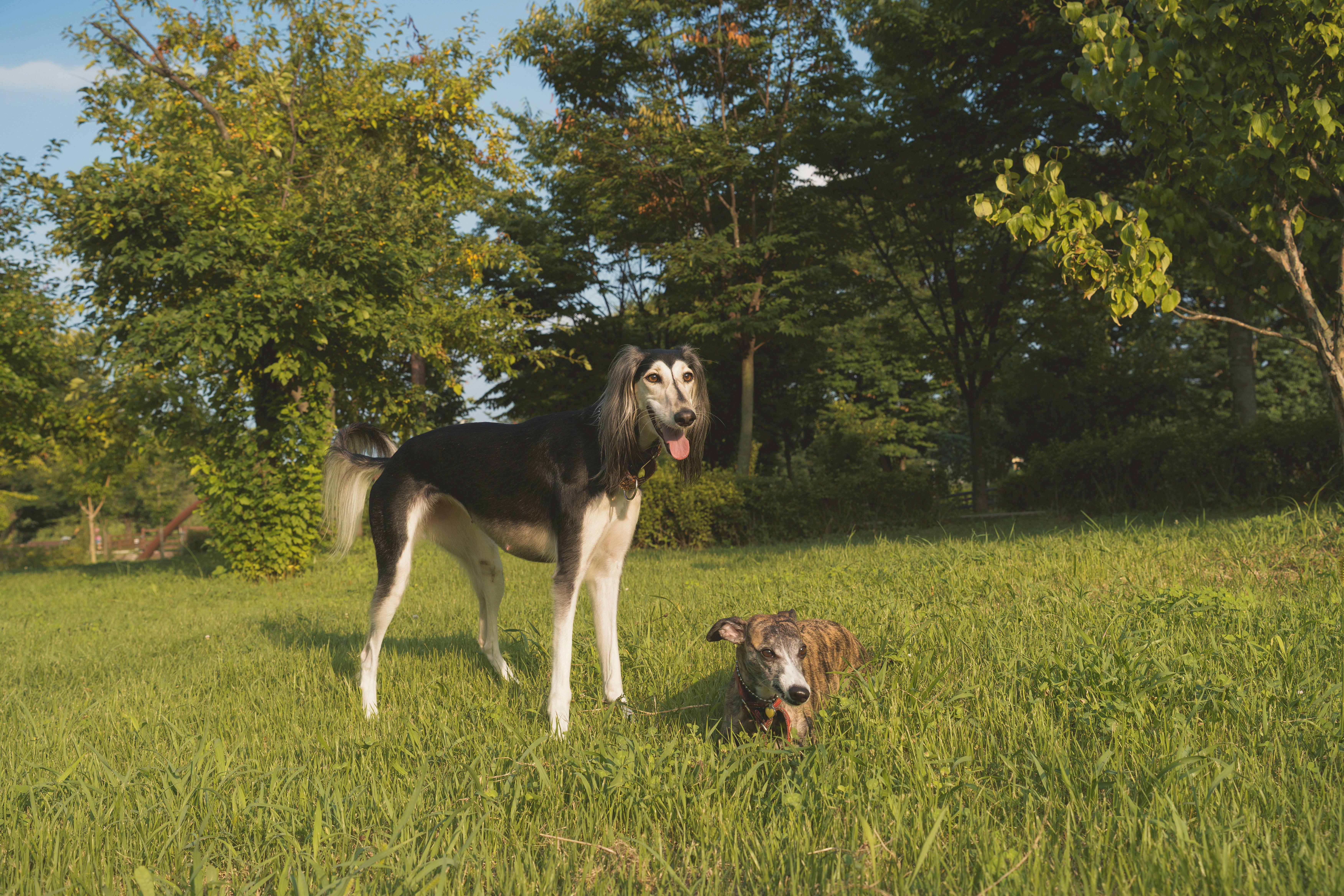 A tall Saluki and a small brindle whippet in a sunlit grassy park
