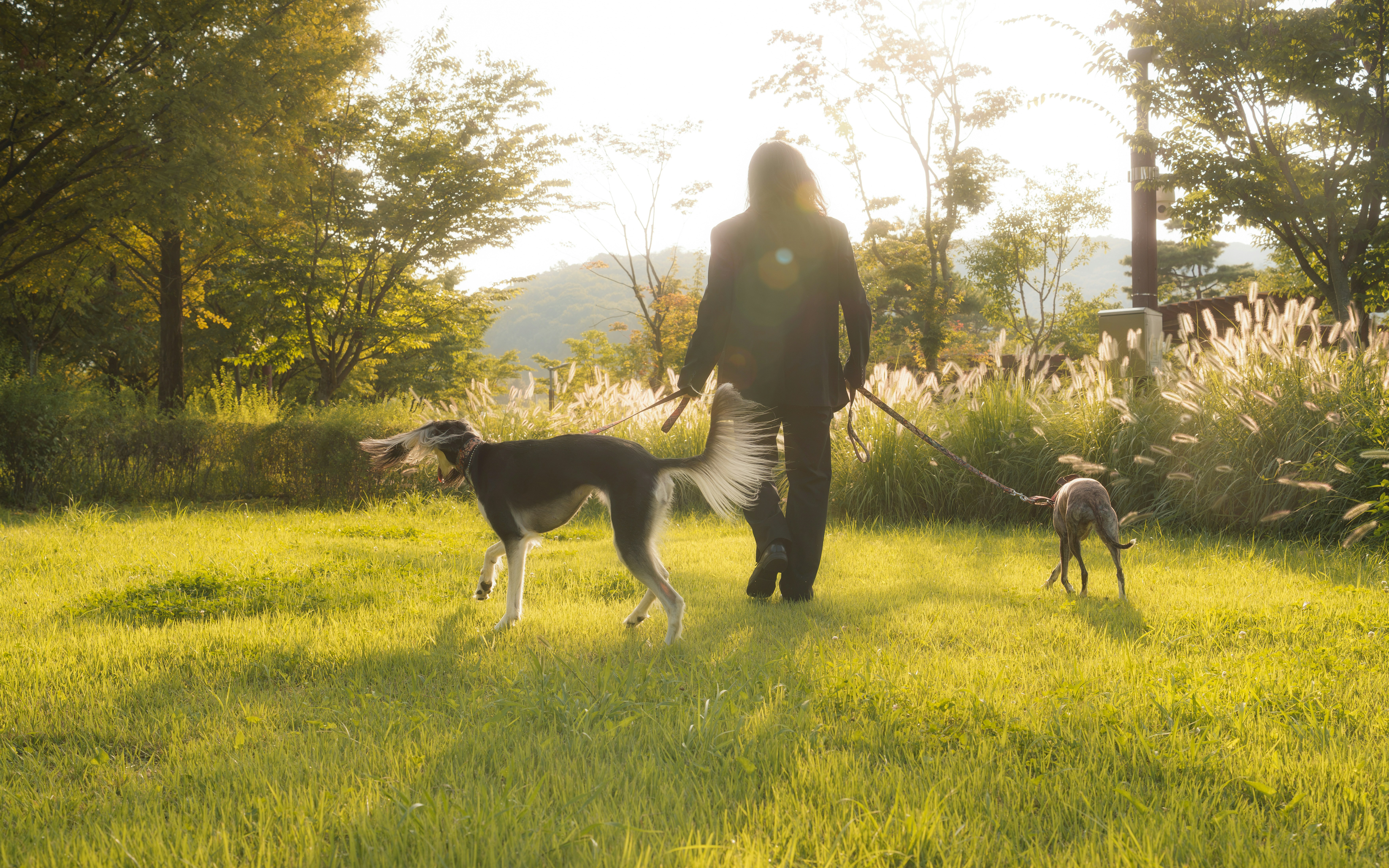 Person in a dark coat walking a whippet-type dog and a small gray dog on leashes across a sunlit grassy park