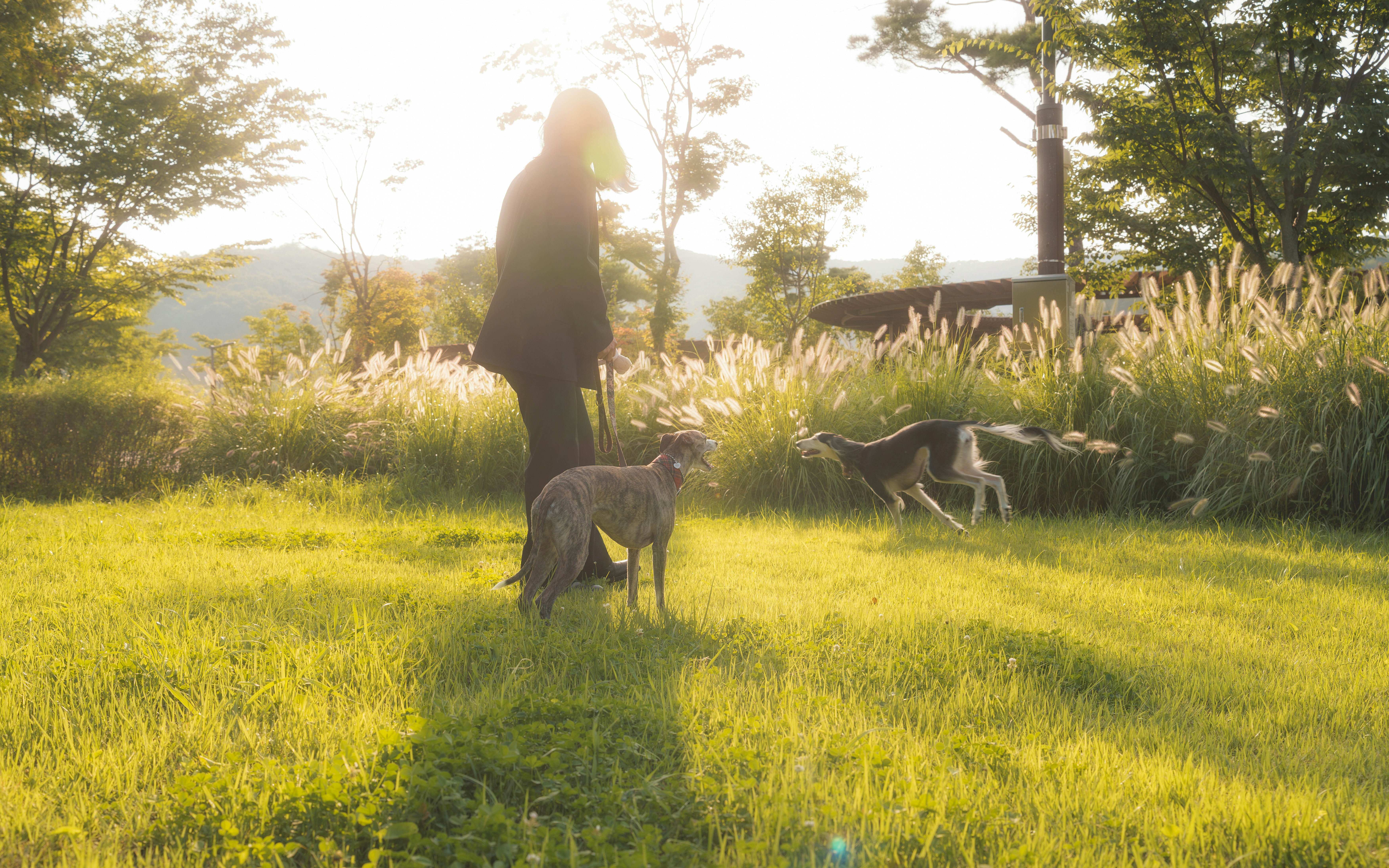 A person walking two dogs in a grassy park during the golden hour