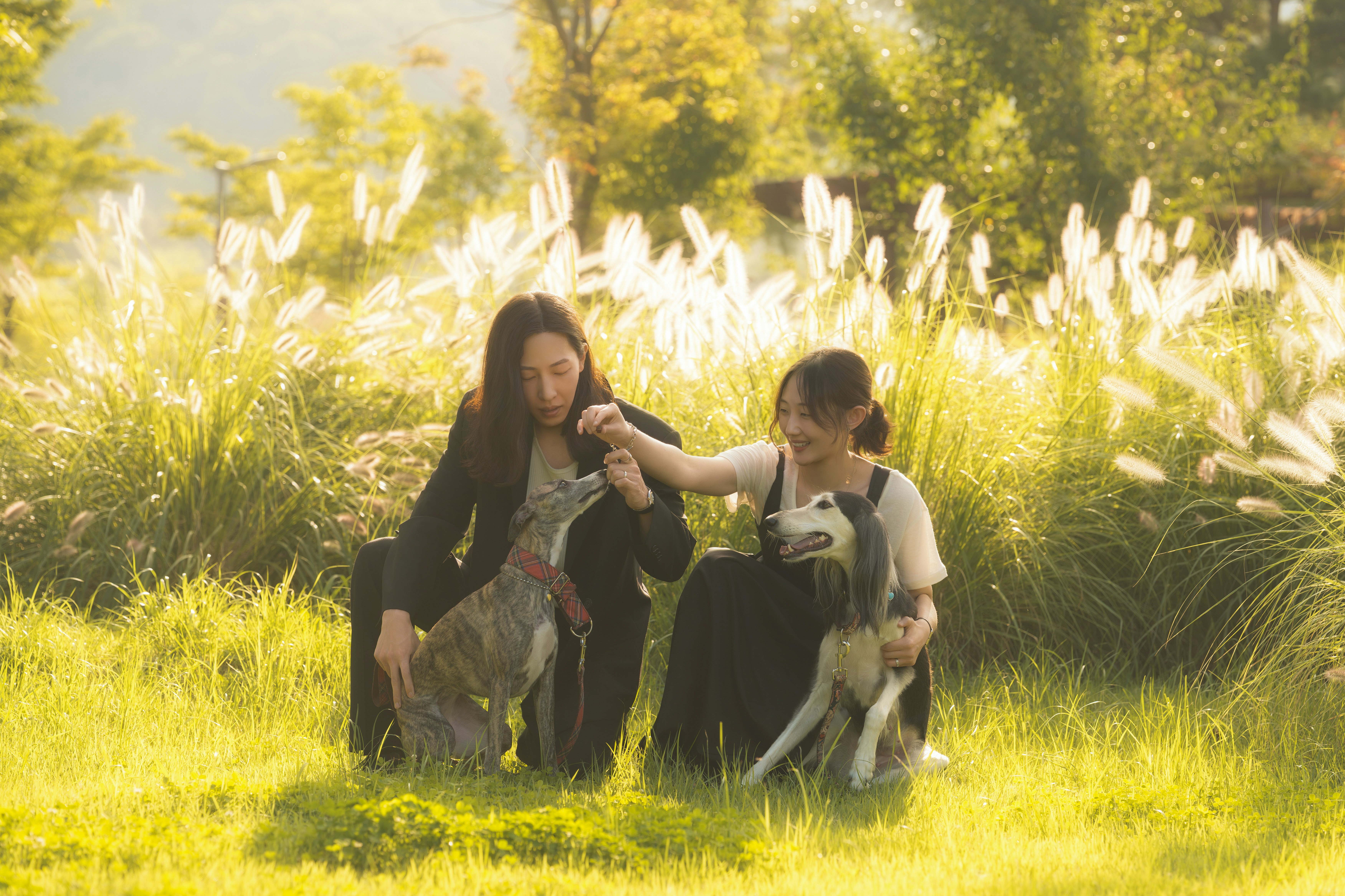 Two people kneeling in a grassy field with two dogs in golden light
