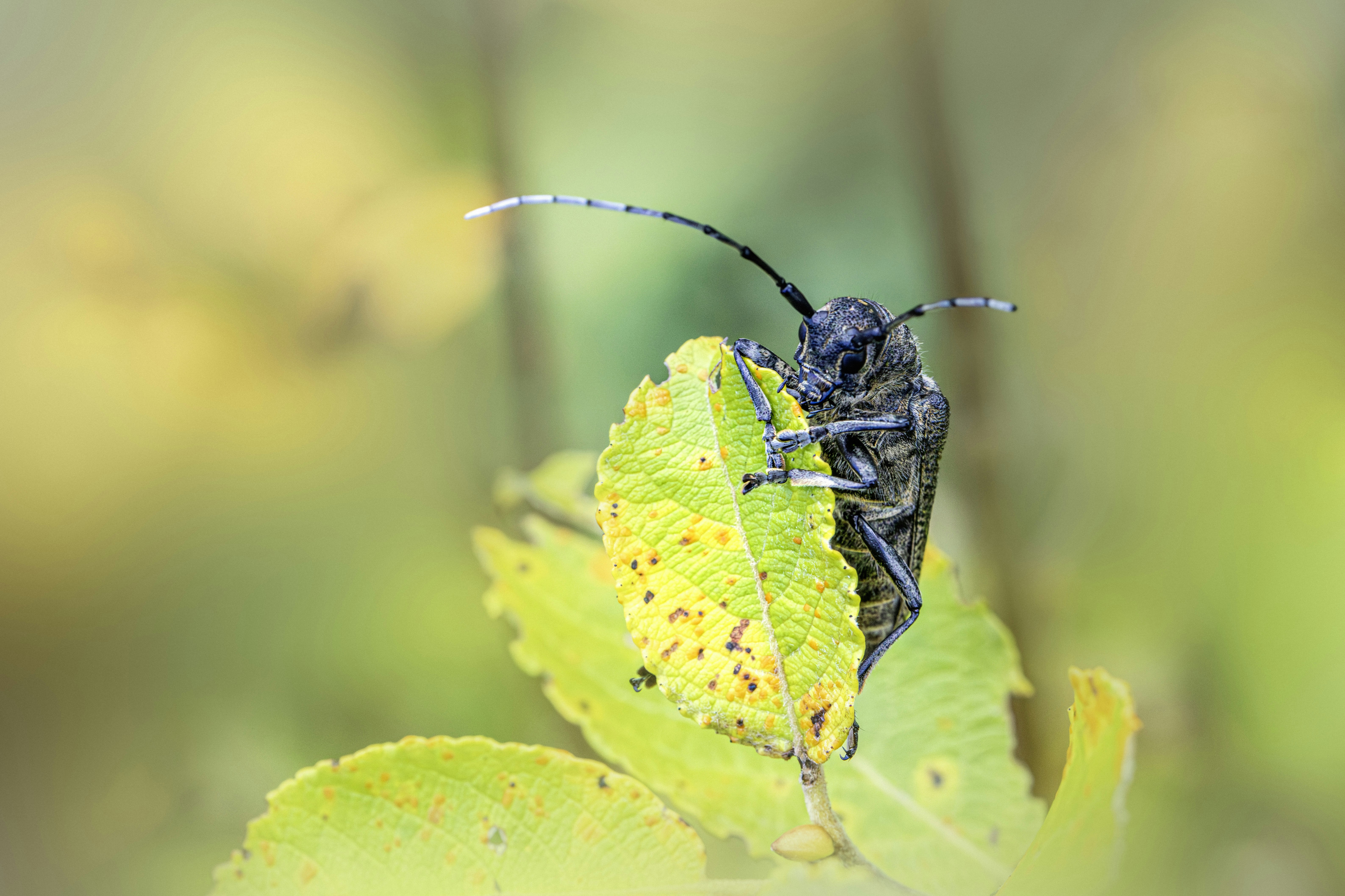 Un coleottero lungcorna con antenne lunghe che si aggrappa a una foglia verde ingiallita