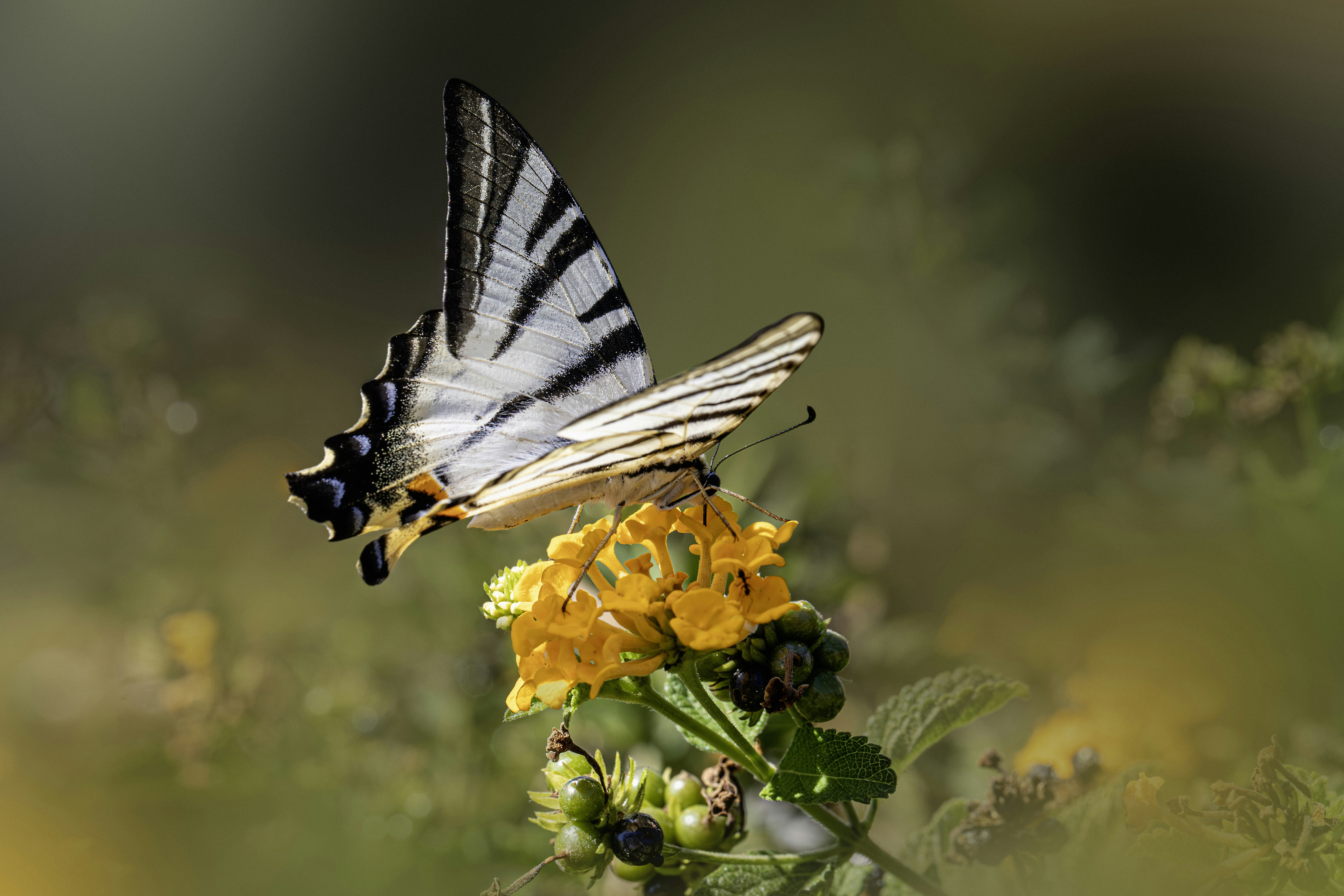 Una rara farfalla coda di rondine con ali striate che si nutre di un grappolo di fiori gialli