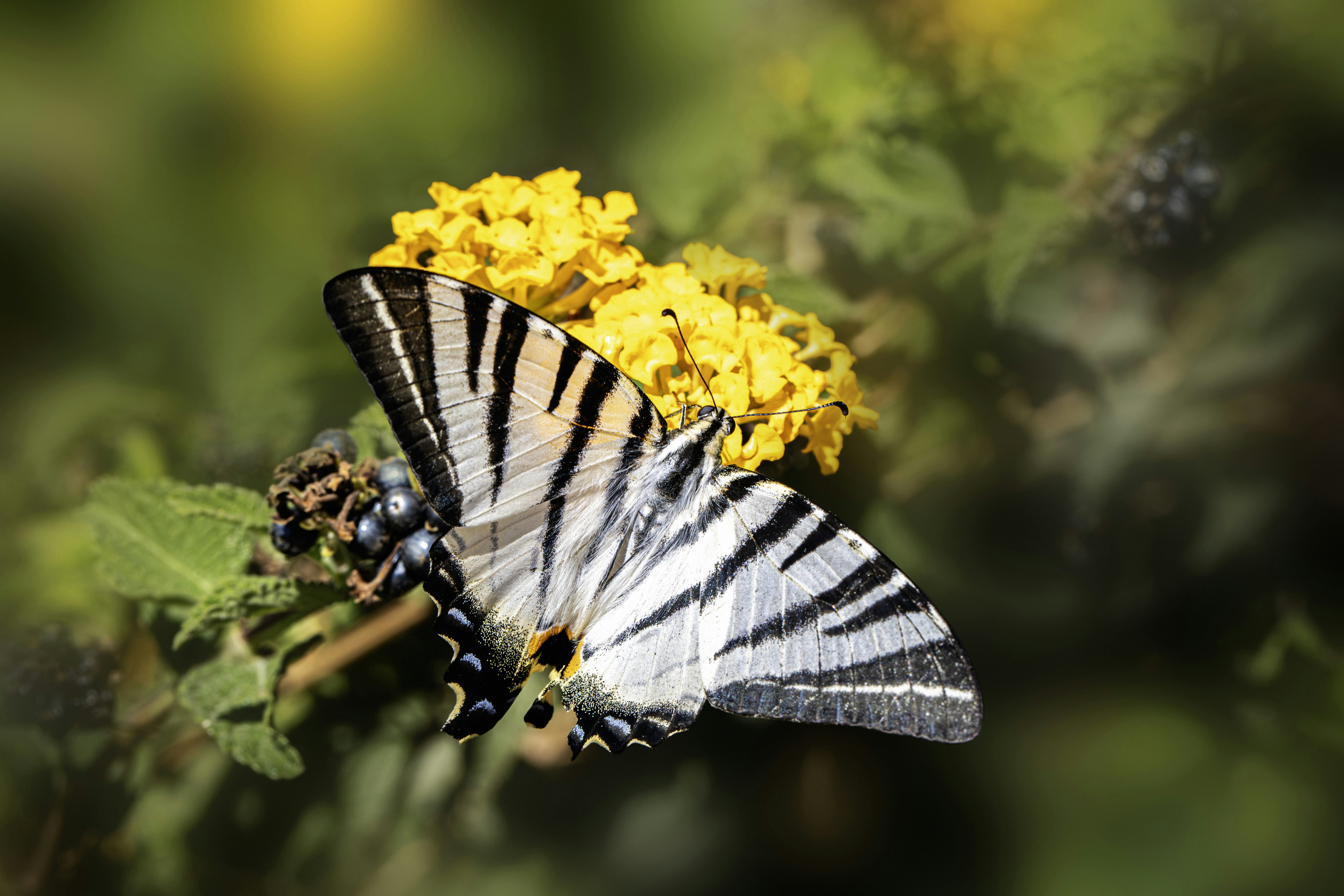 Una farfalla coda di rondine striata che si appoggia su un grappolo di fiori di lantana giallo brillante