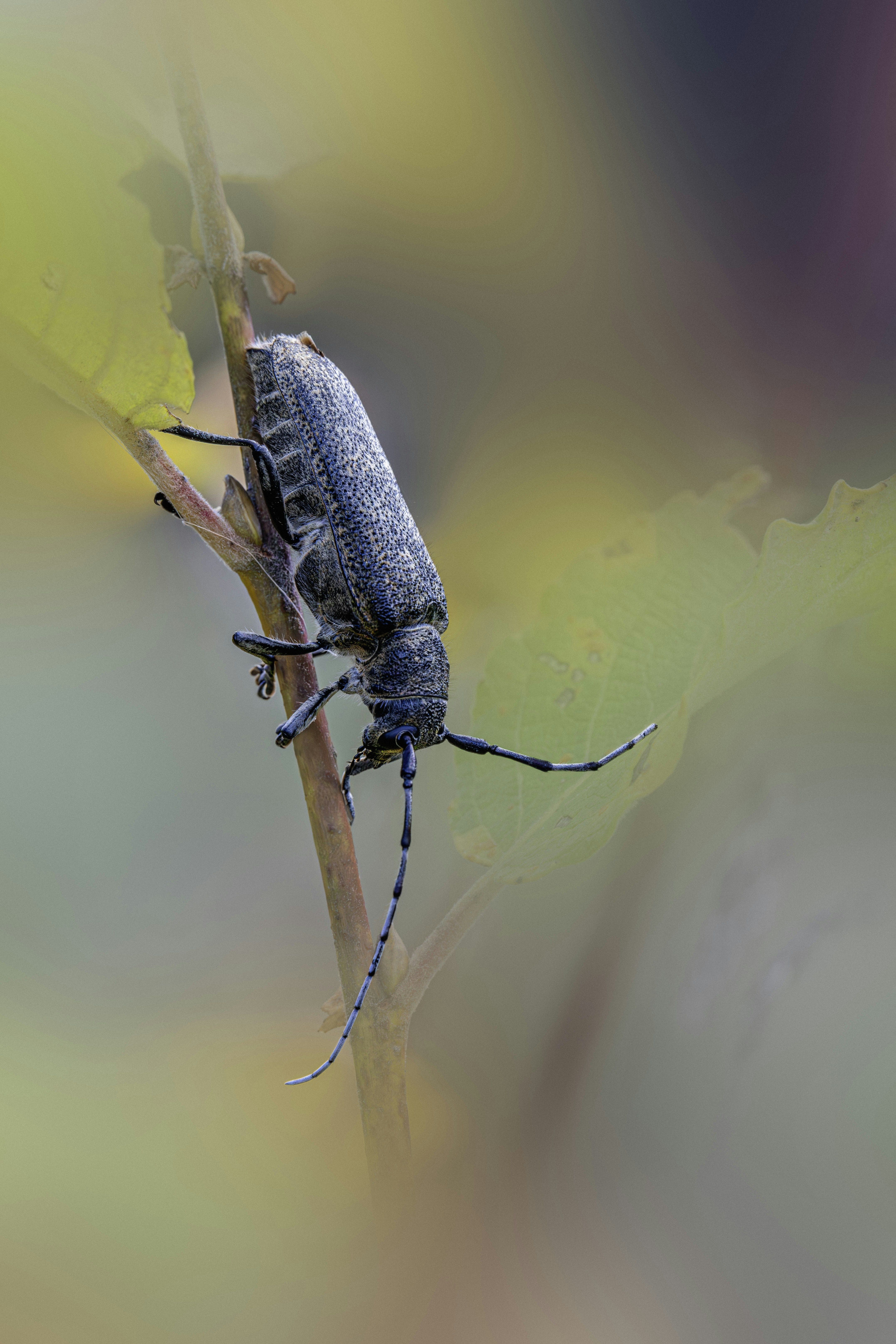A grey longhorn beetle clinging to a thin plant stem with green leaves