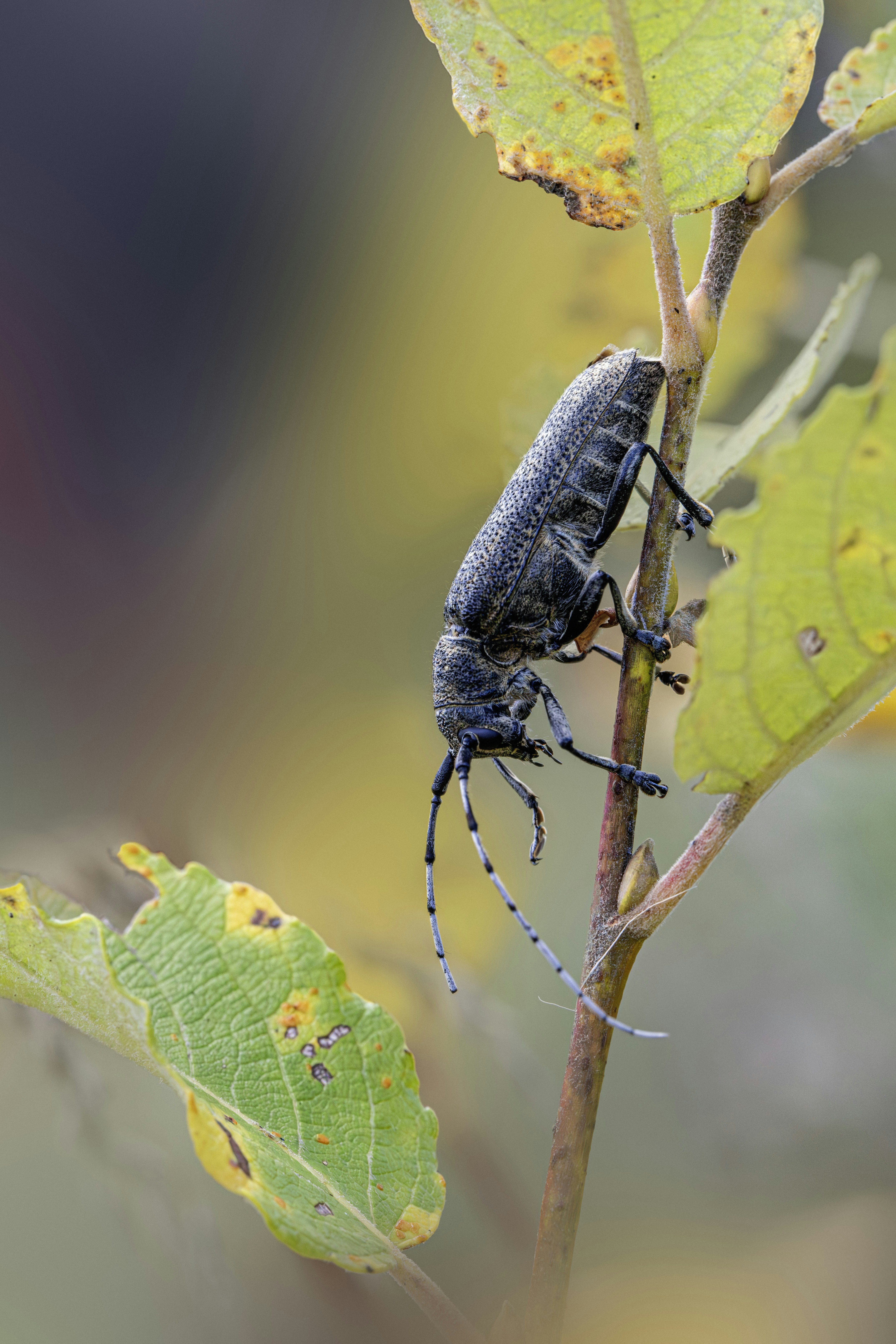 Uno scarabeo corna lunga con antenne lunghe aggrappate a un sottile stelo della pianta