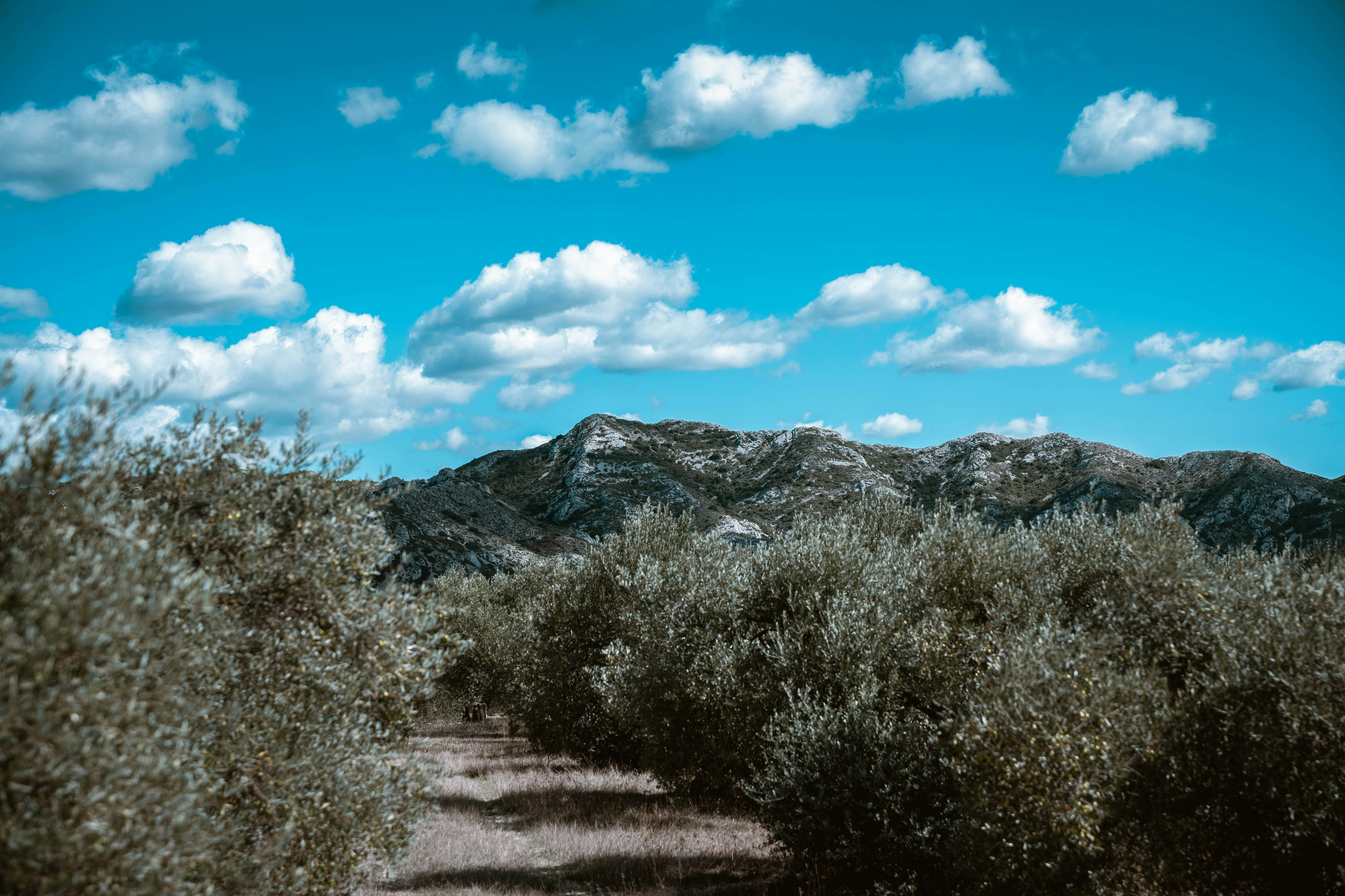 Olive trees in a grove before a rocky mountain under a blue sky