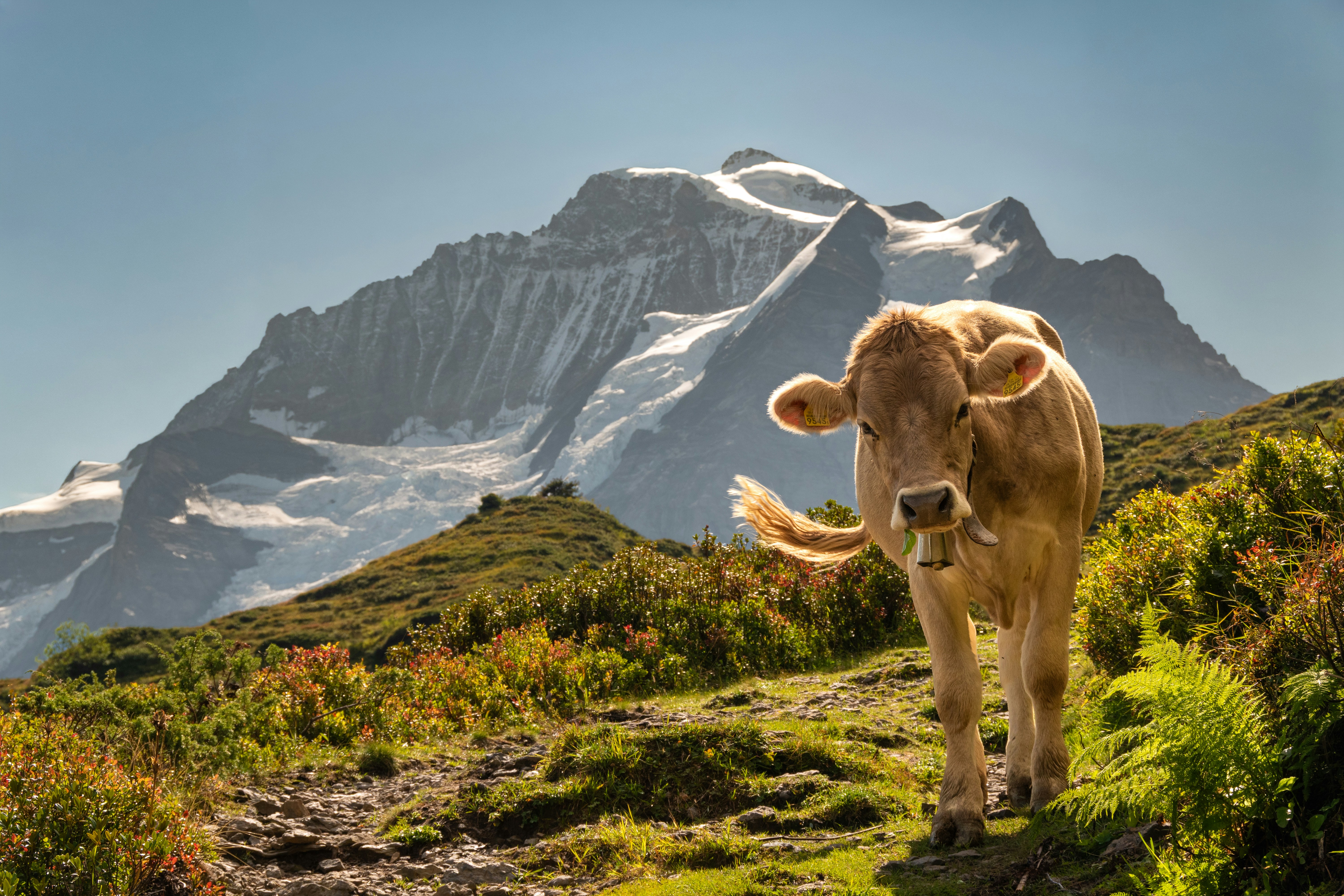 A cow with a bell on a mountain path before a snowy peak