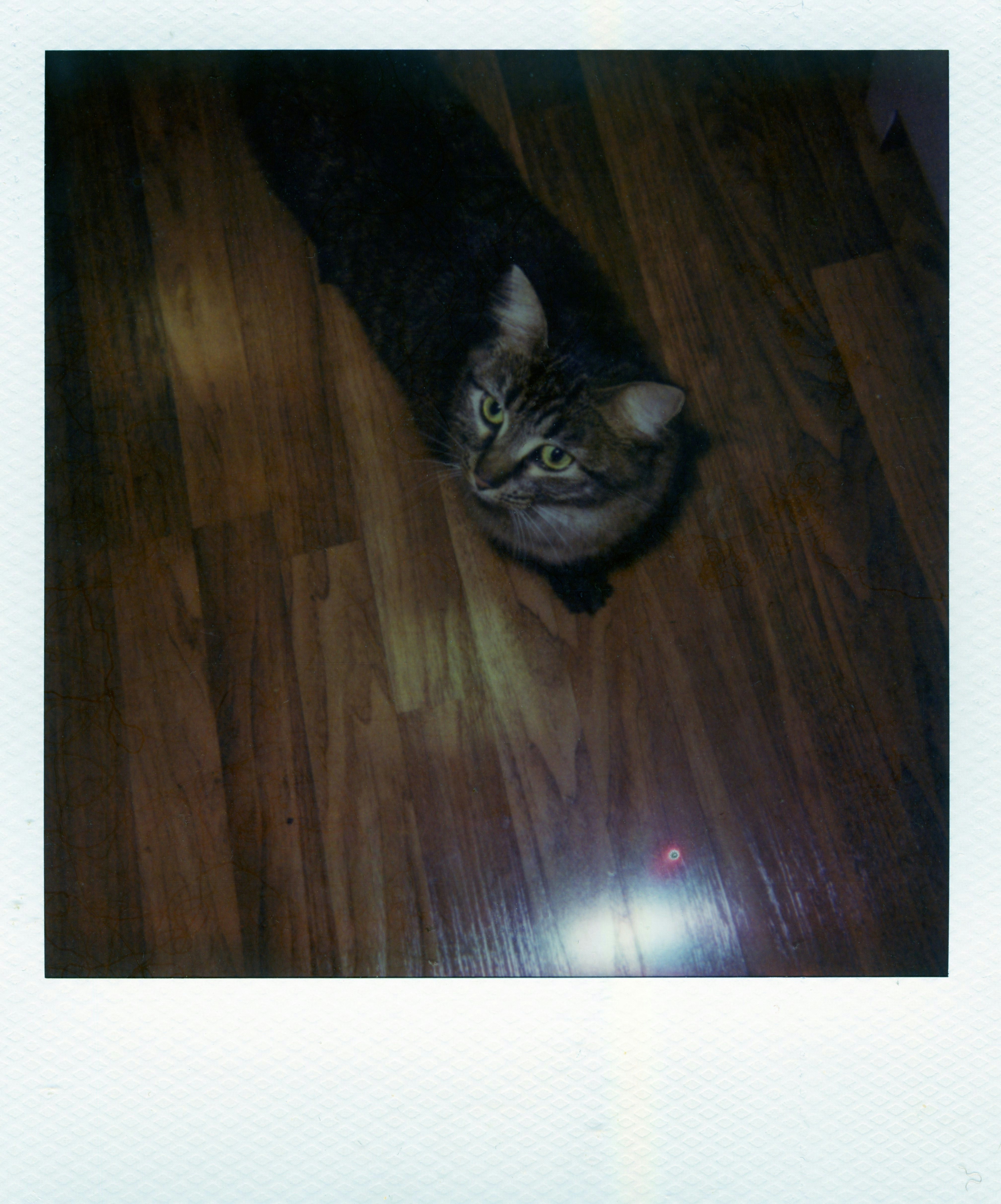 A brown tabby cat looking up from a polished wooden floor
