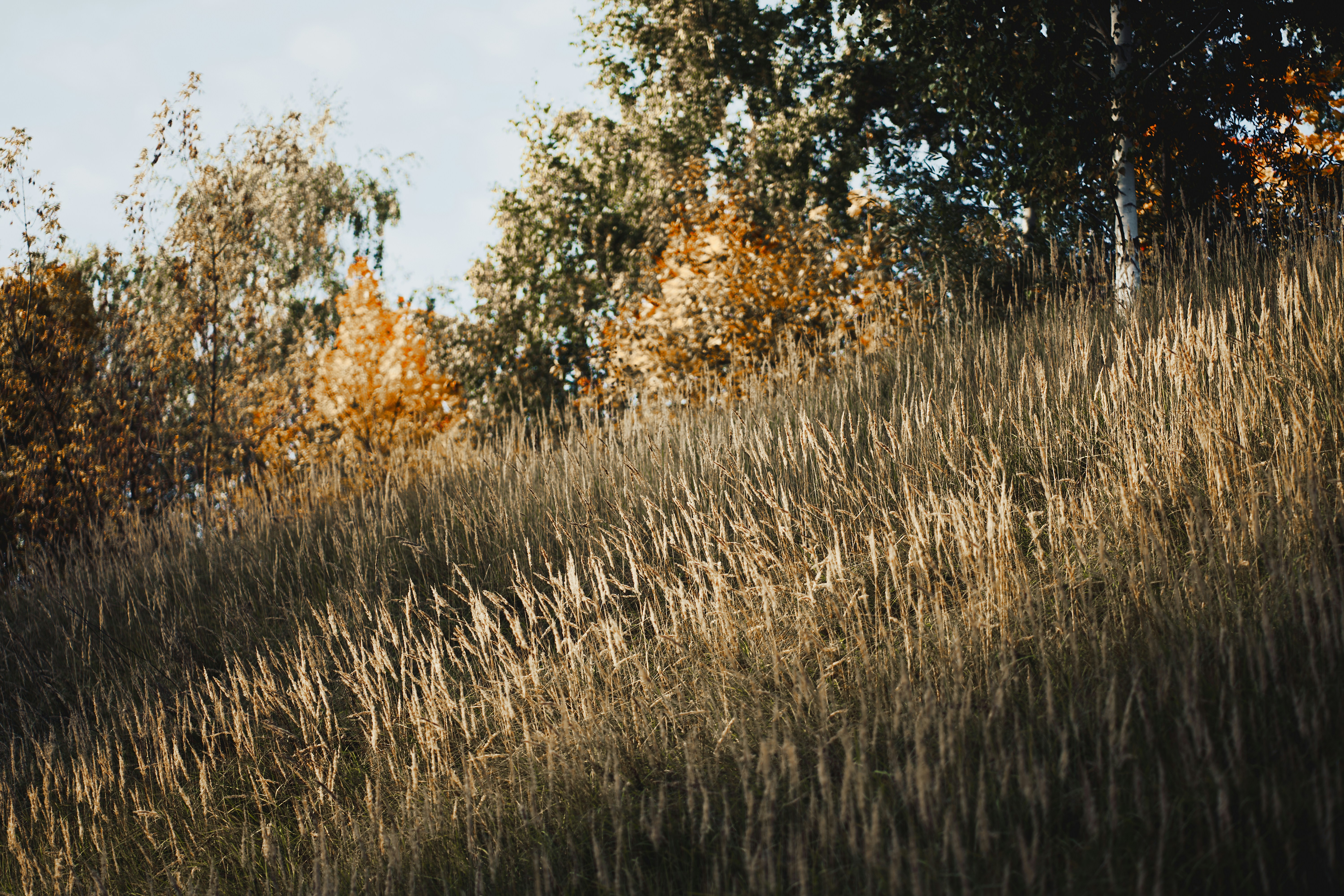Tall dry grass on a hillside with autumn trees