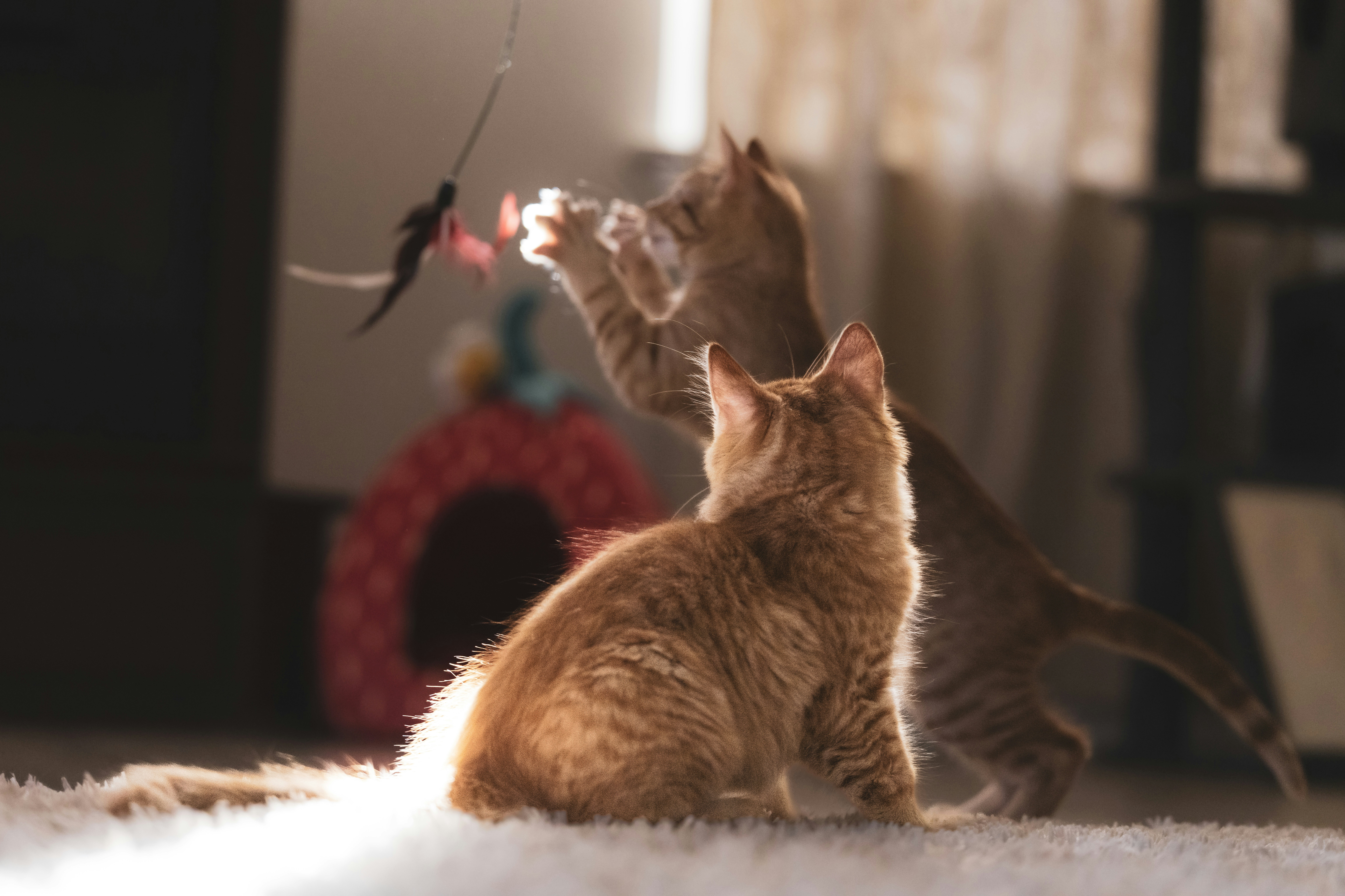 Two ginger tabby kittens in a shaft of sunlight, one reaching up at a feather on a wand toy