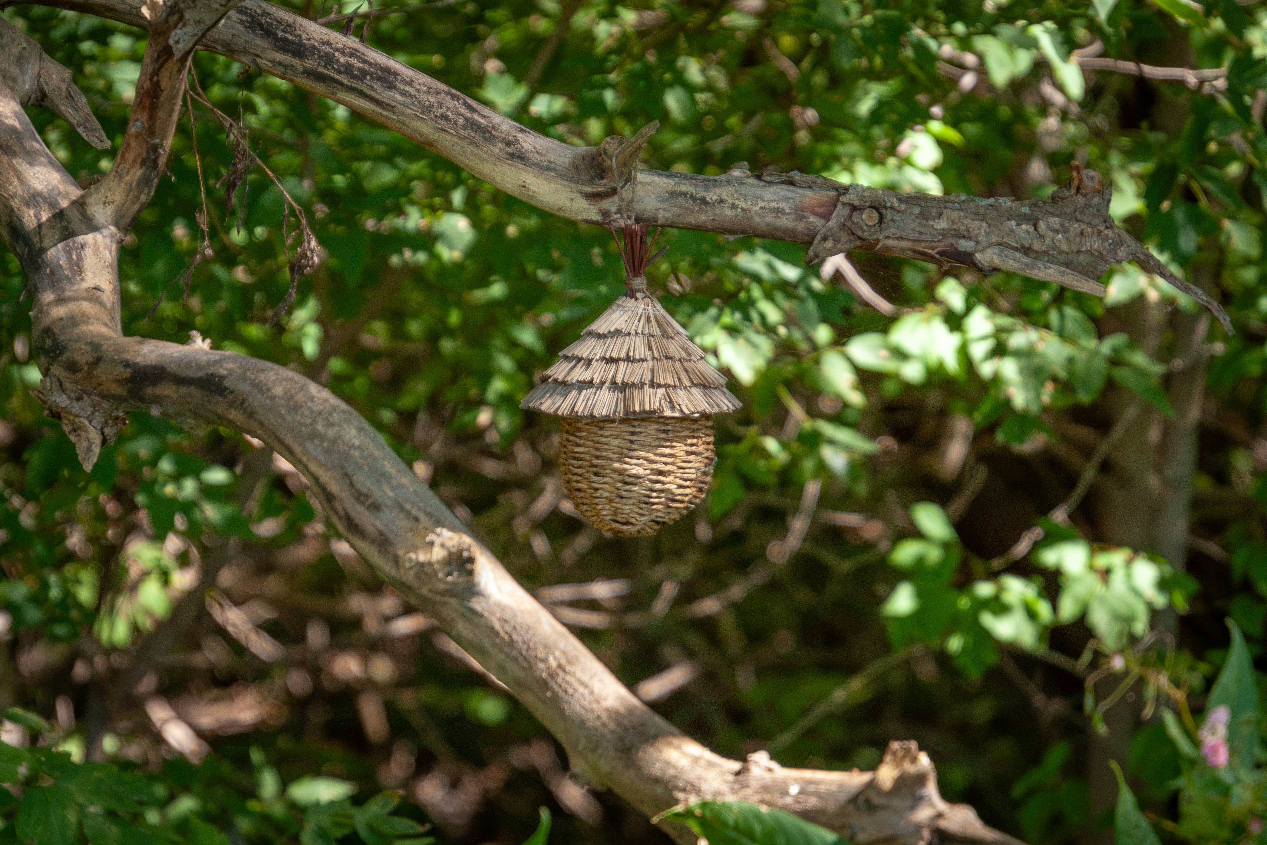 庭の歪んだ木の枝に吊るされた編み込まれた藁の鳥小屋
