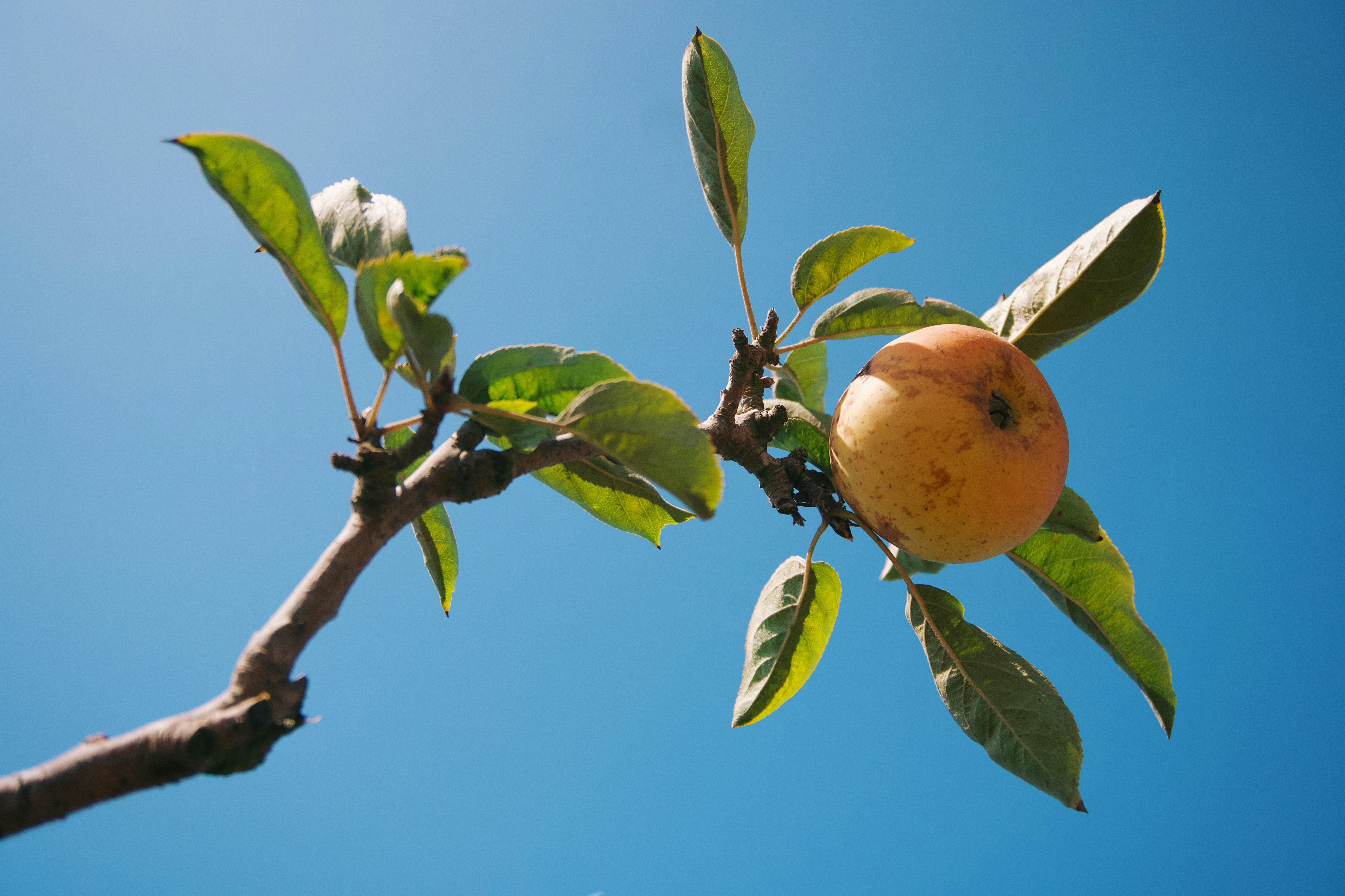 A single yellow apple hanging from a branch with green leaves against blue sky