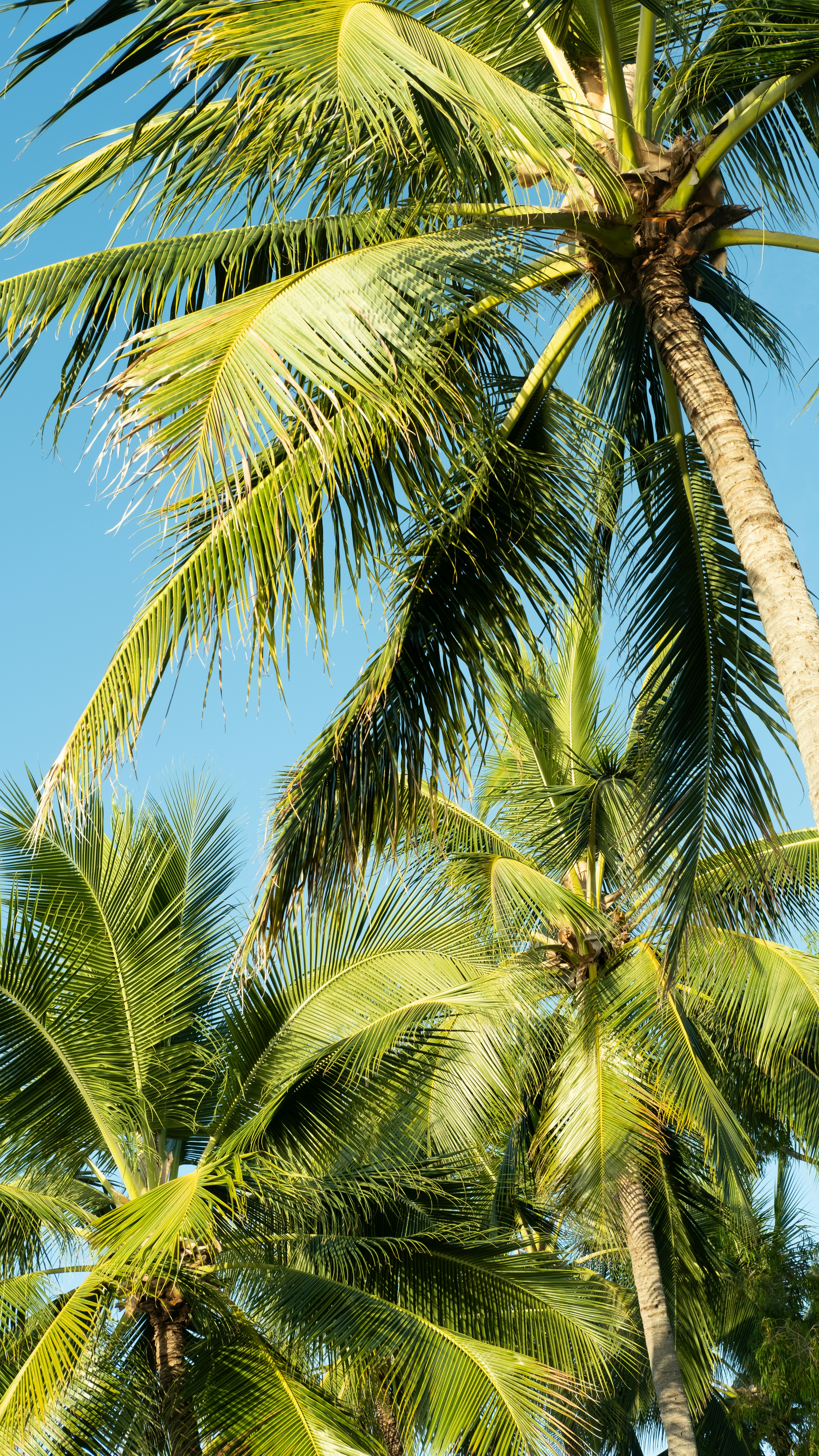 Green palm fronds reaching toward a clear blue sky