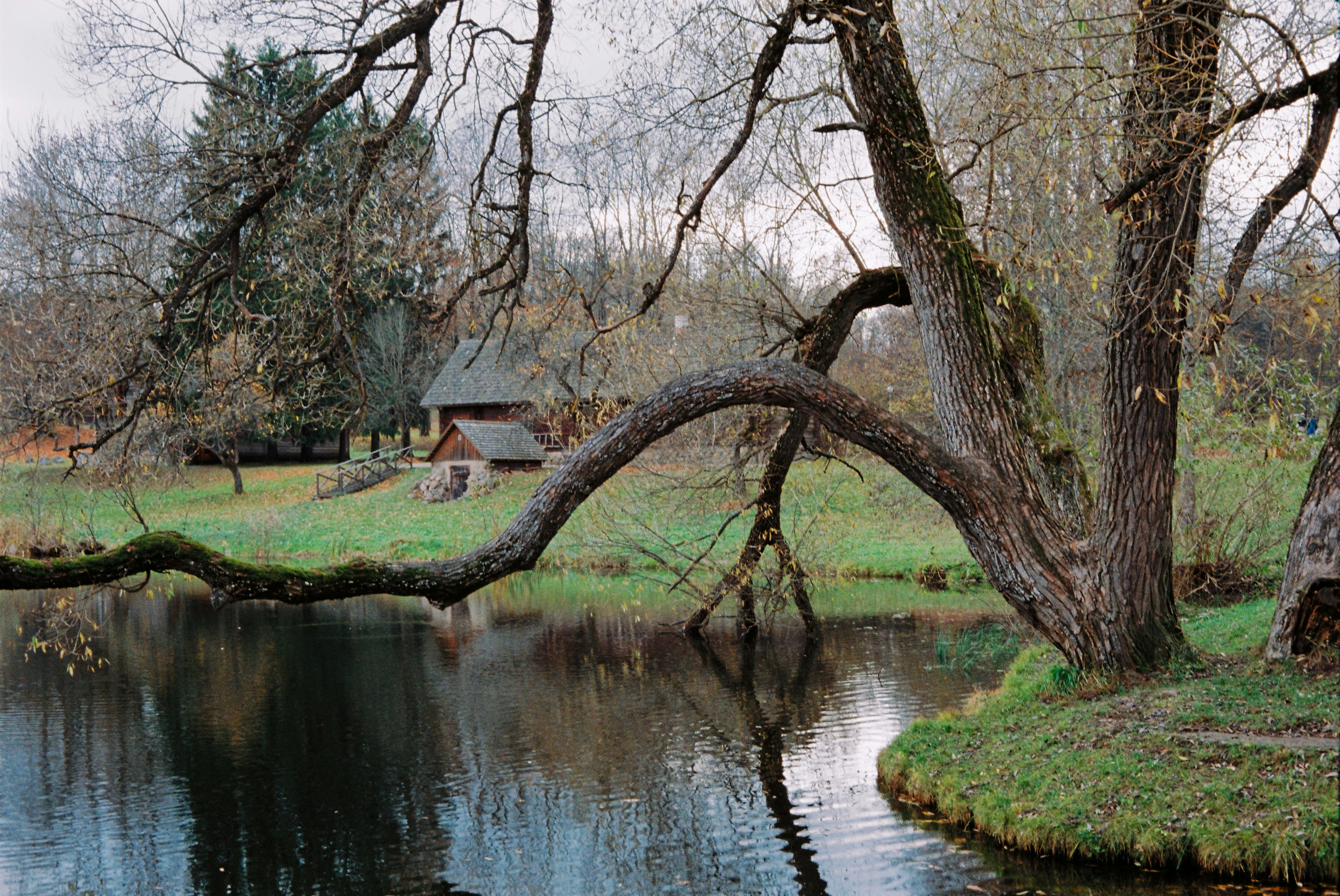 A large tree with branches arching over a pond near a wooden cabin