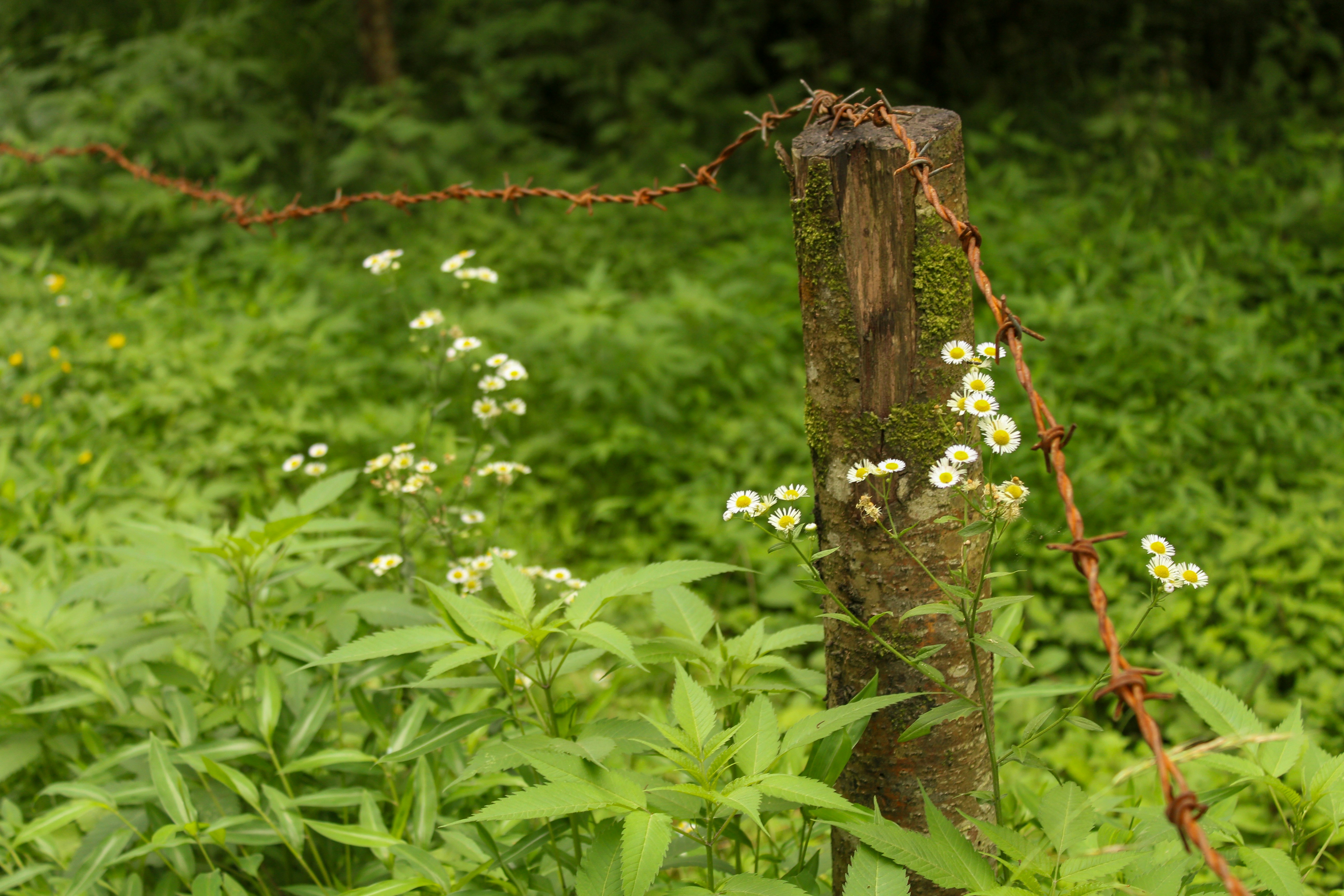Fence post with barbed wire - Free Photo on Unsplash