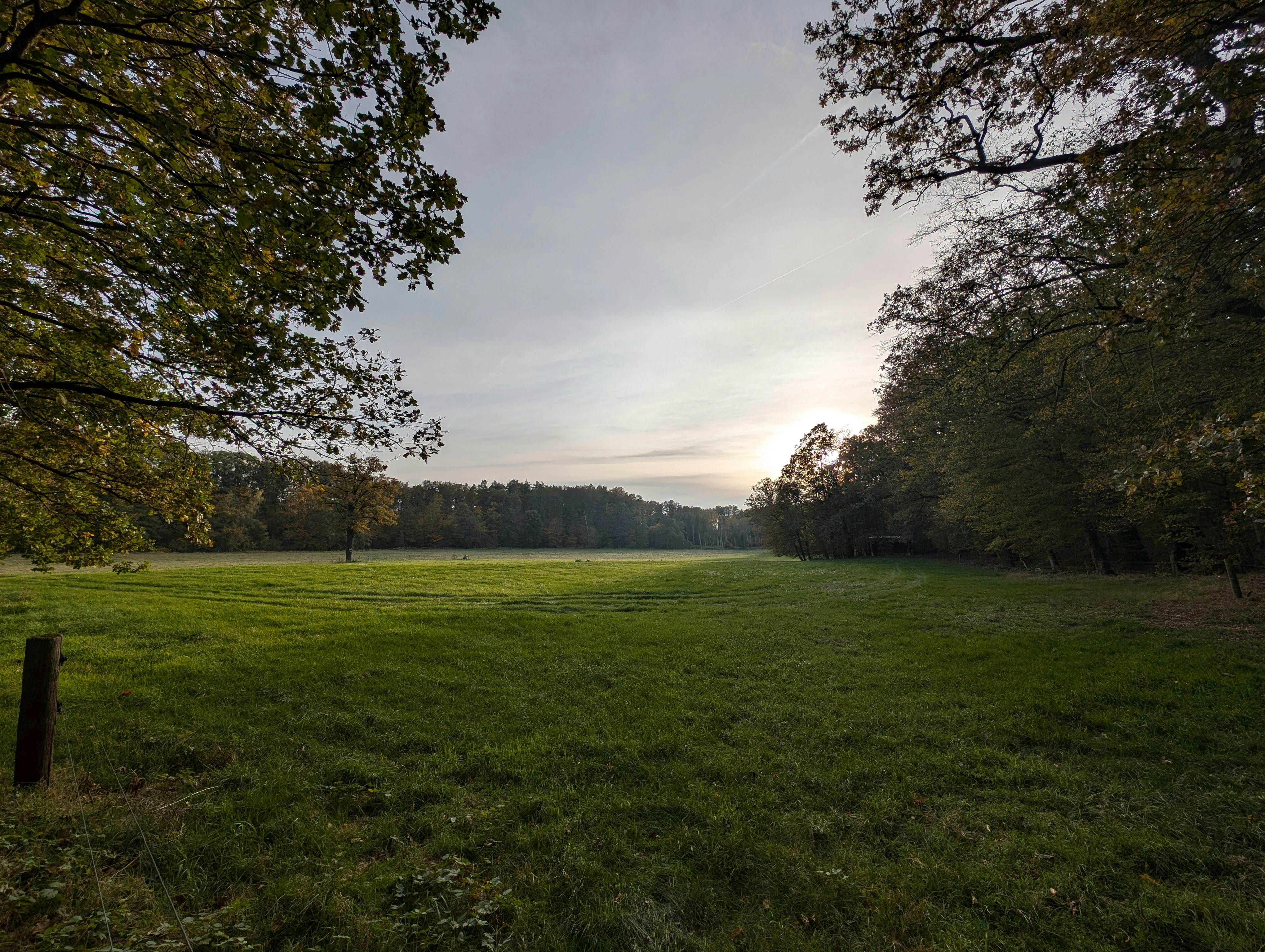 Green meadow framed by trees