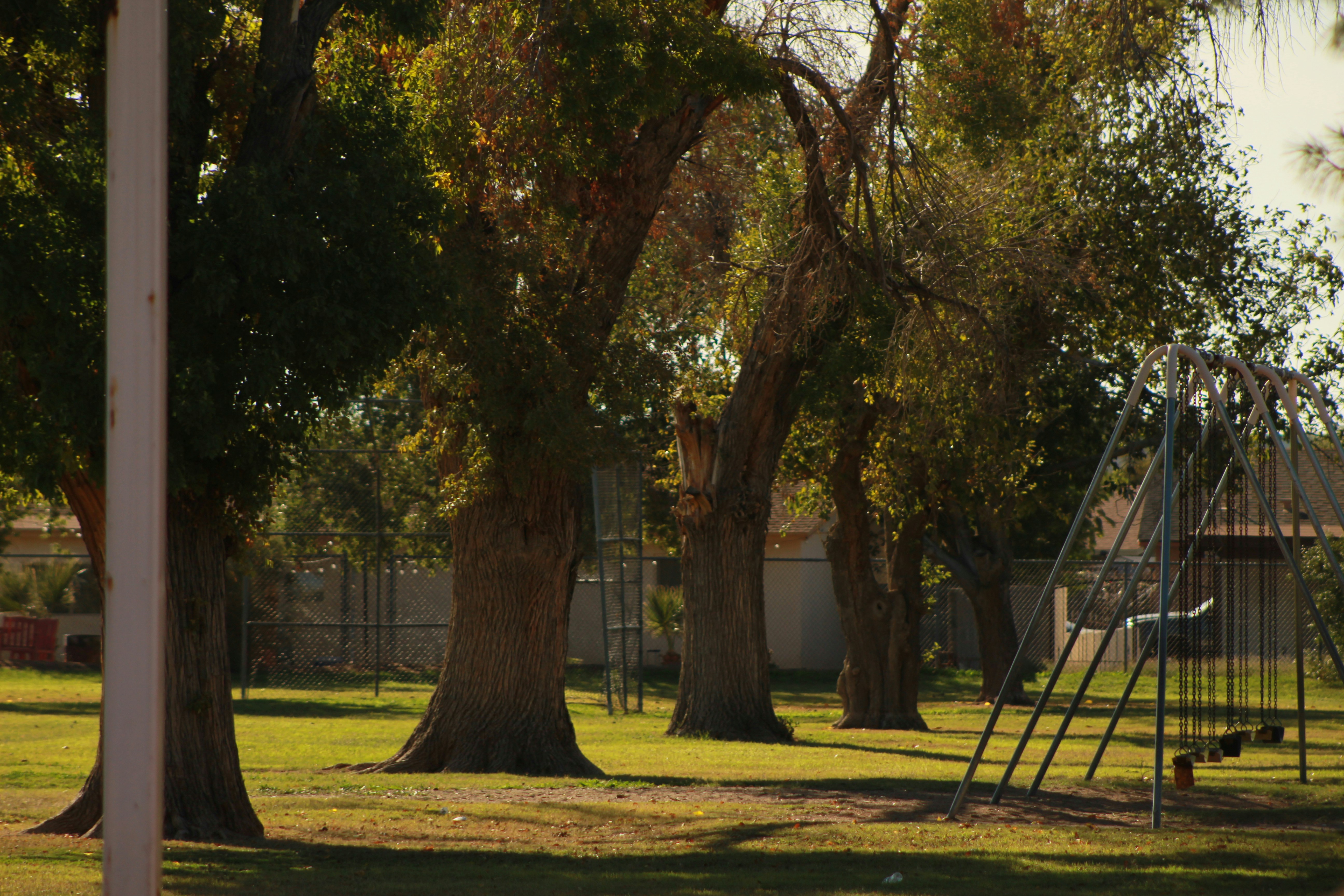 Large trees in a grassy park with play equipment