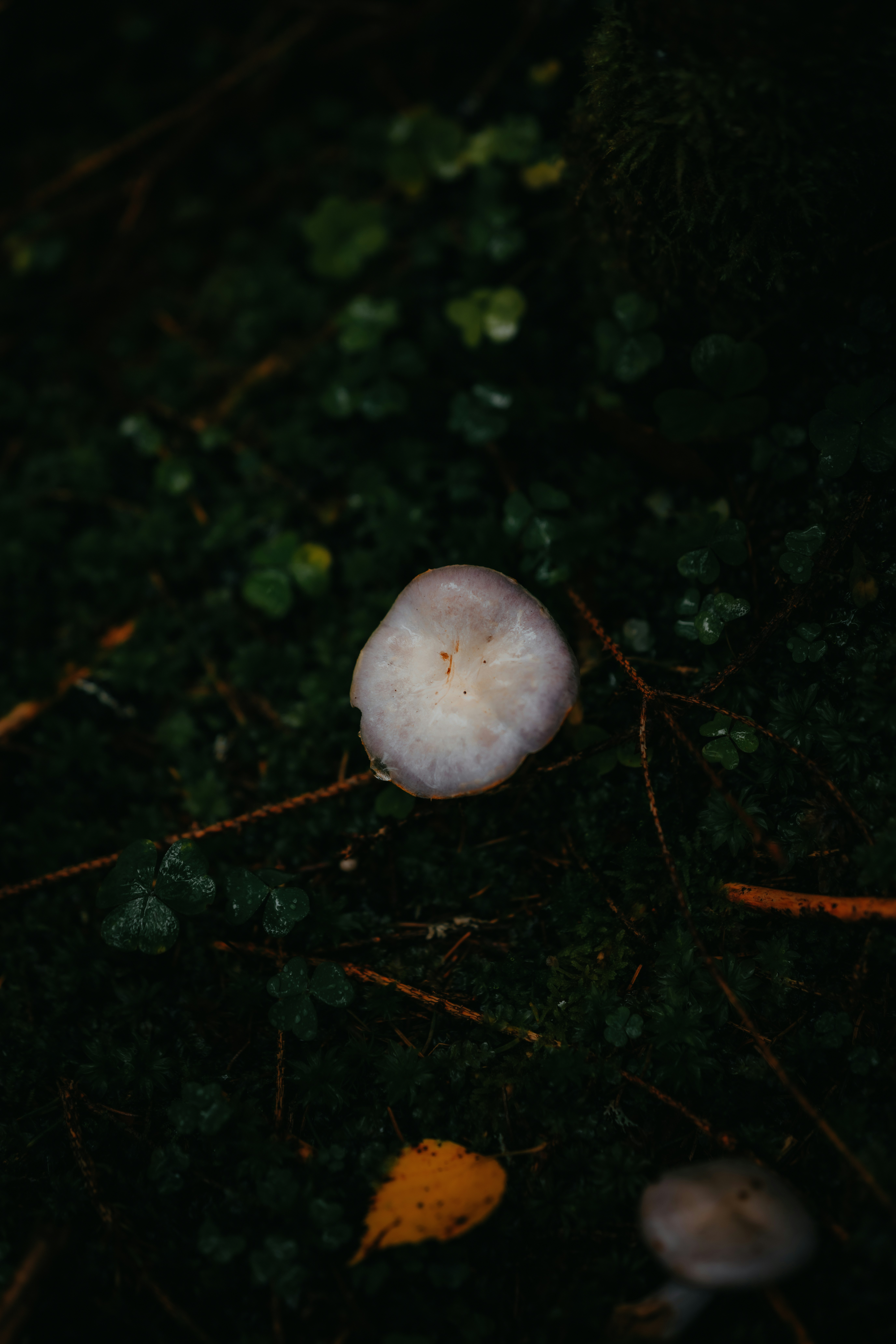 A pale mushroom growing in dark green moss on a forest floor