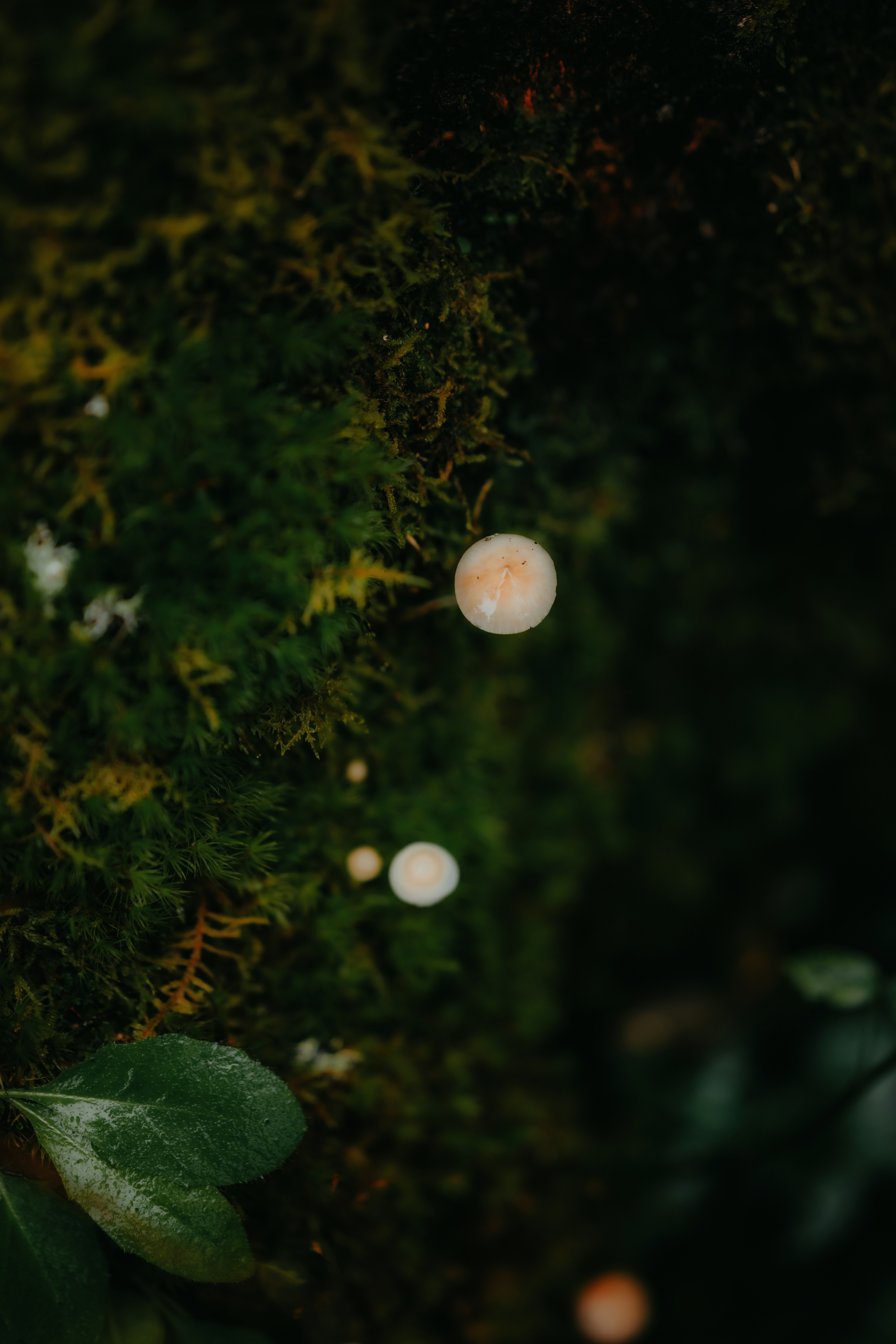 Small pale mushrooms growing on a dark mossy surface in a forest