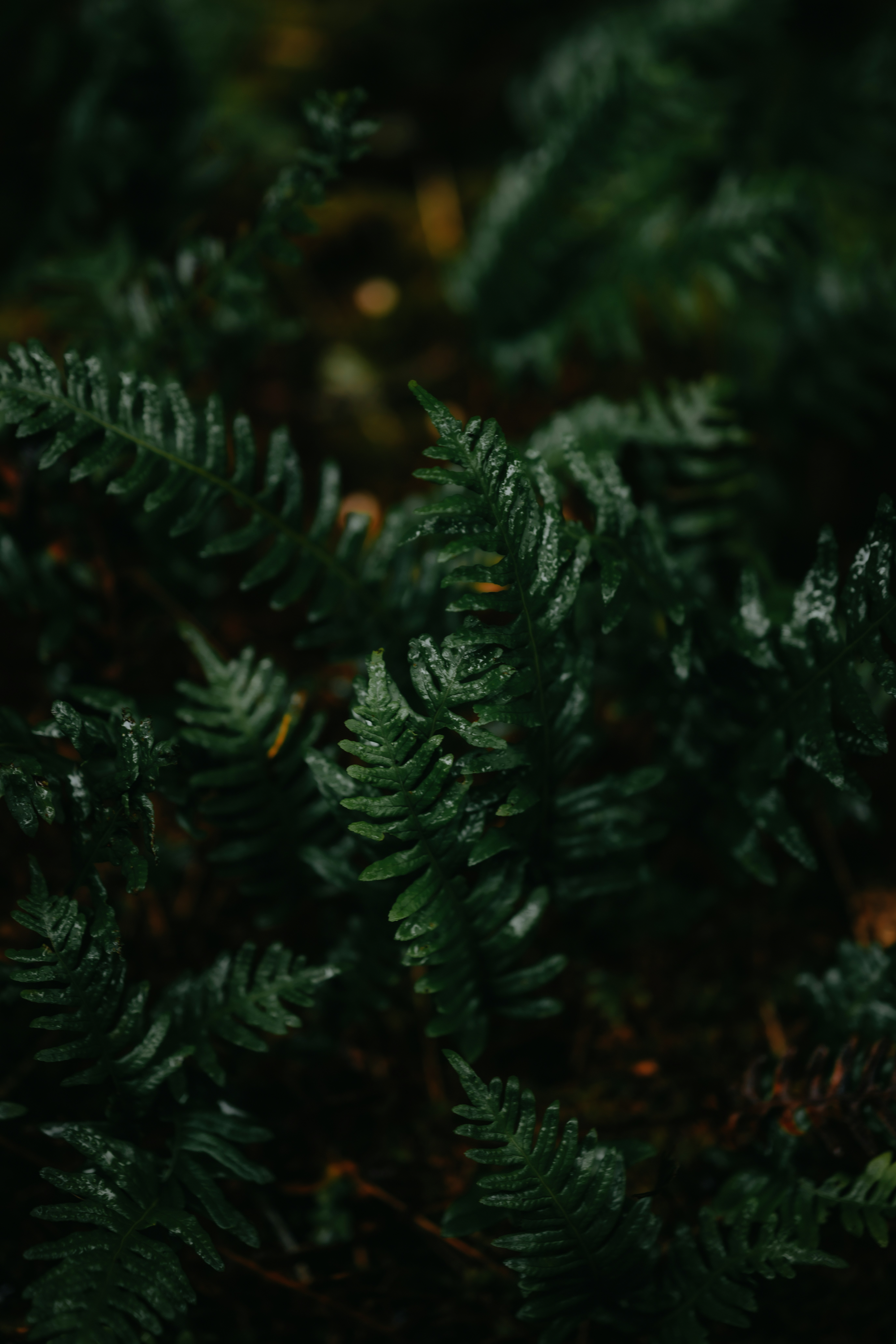 Dark green fern fronds with water droplets in a damp forest