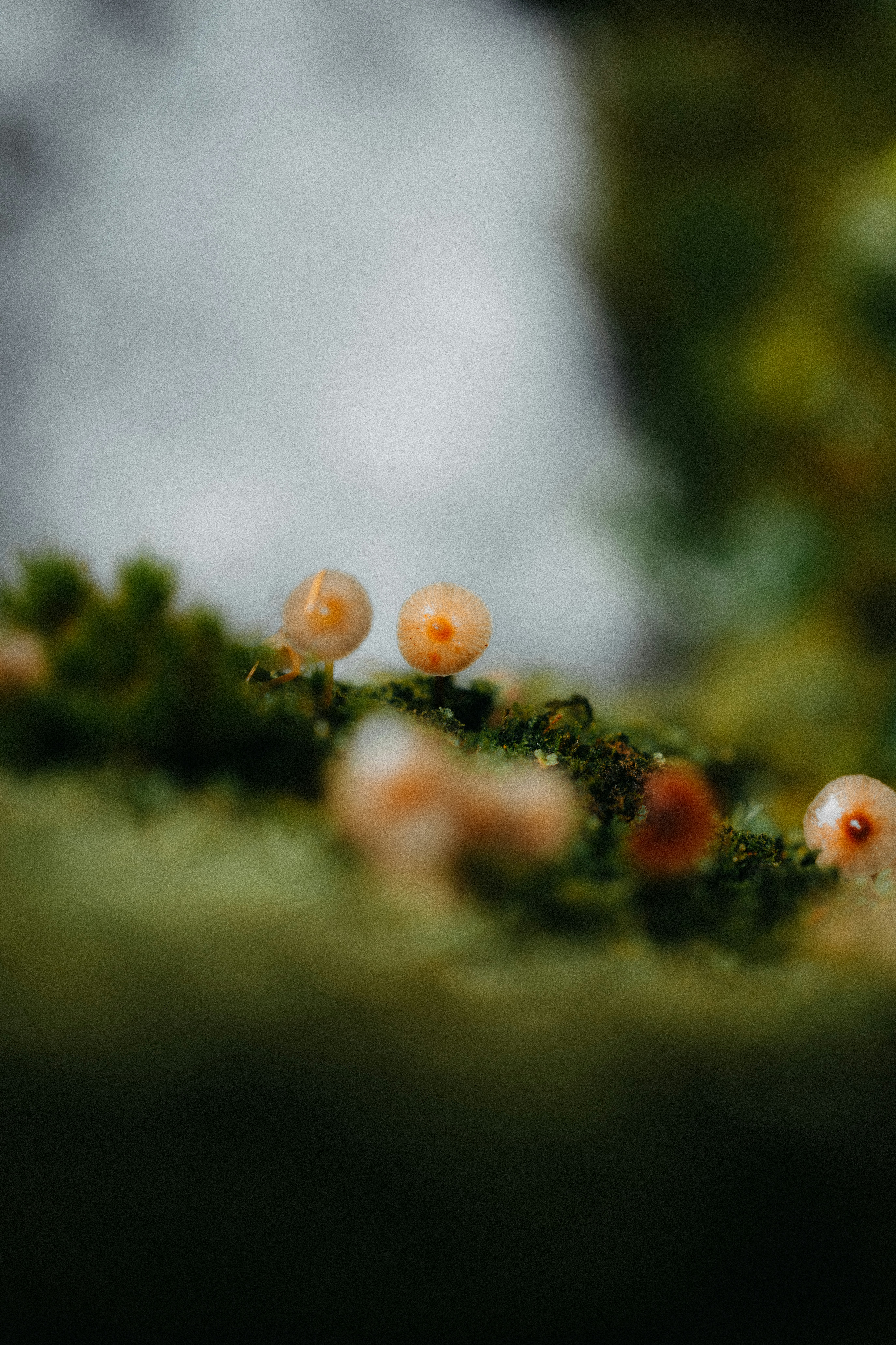 Small orange mushrooms growing on a patch of green moss