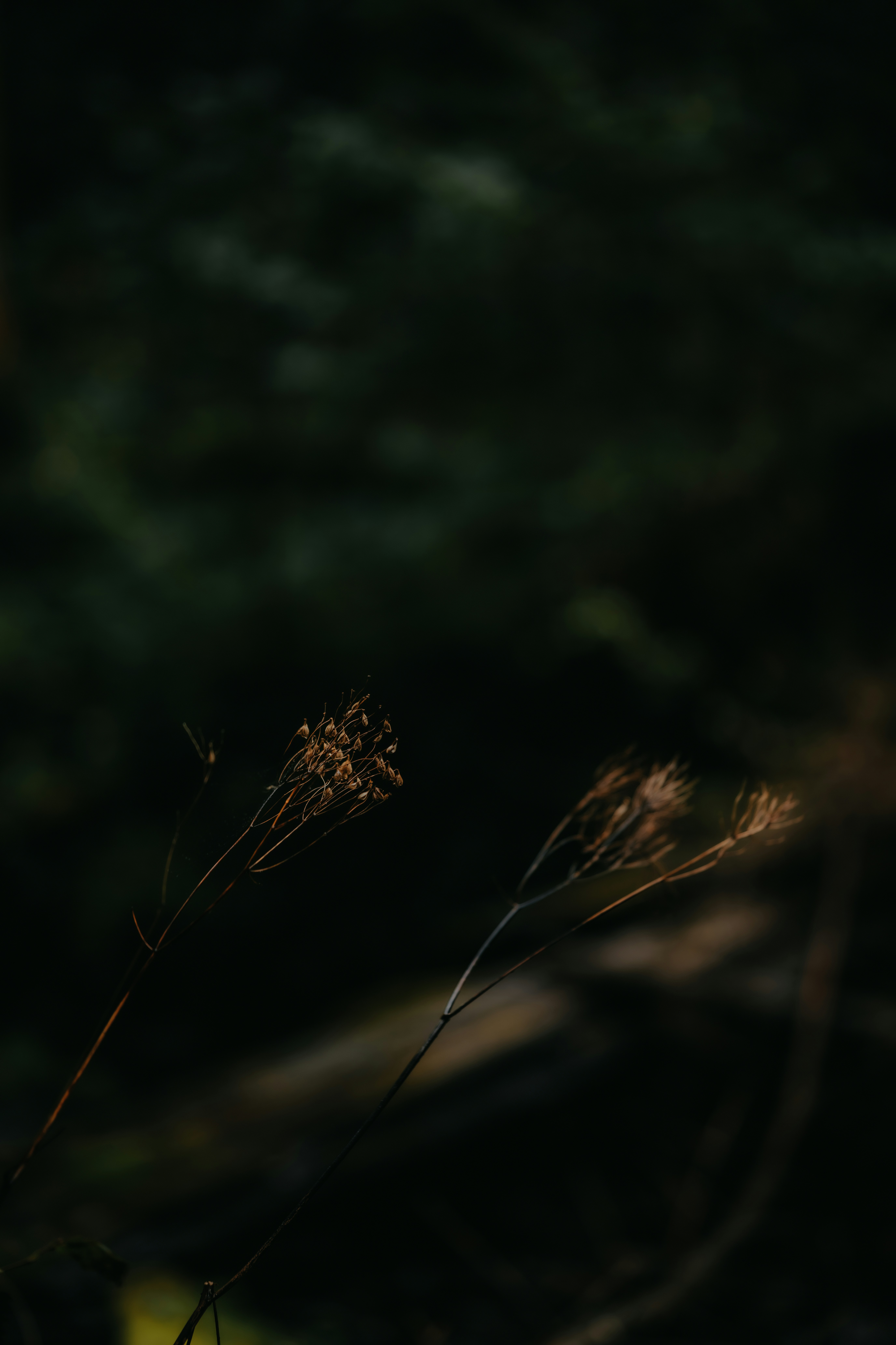 Two dried wildflower stalks against a dark, out of focus forest background