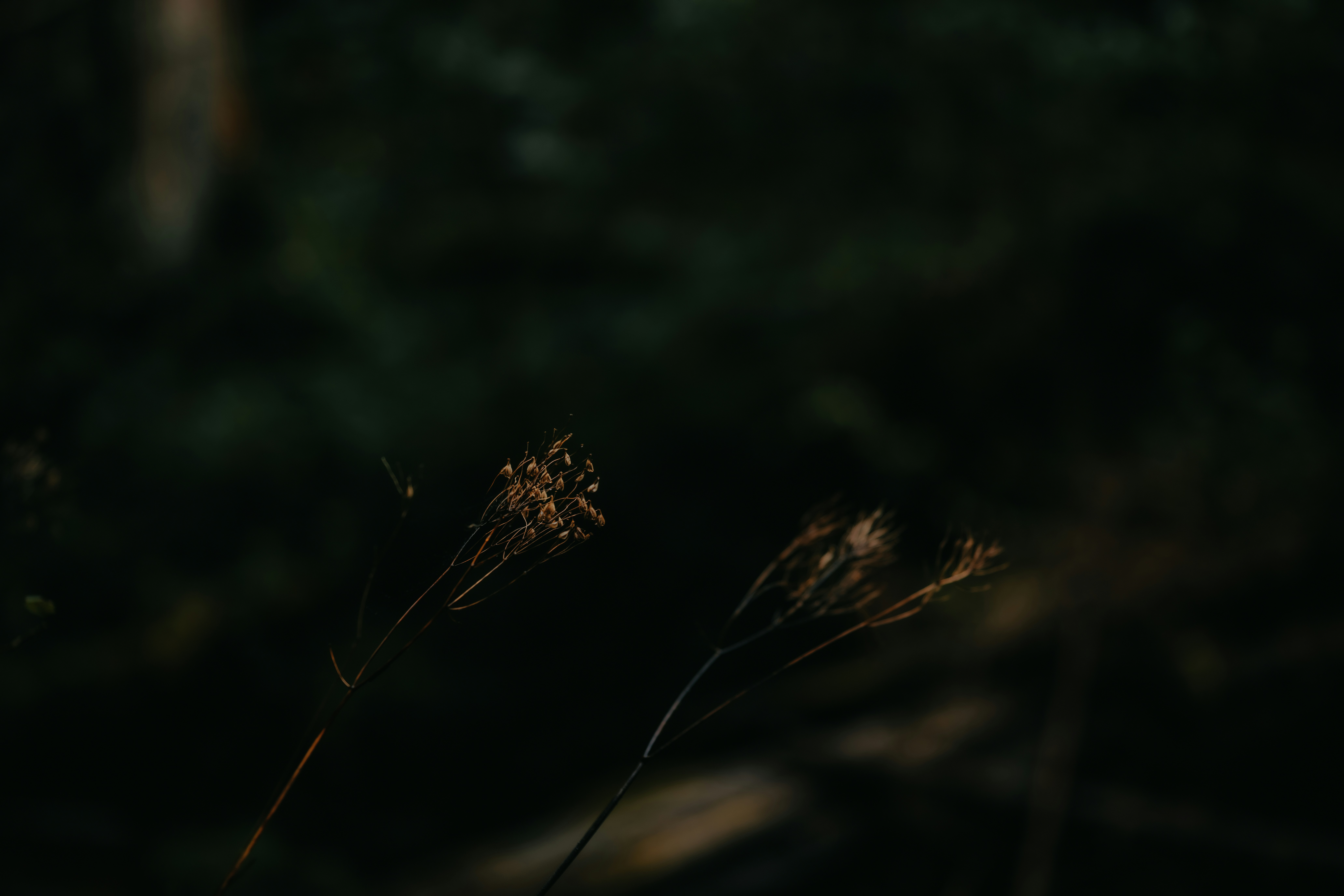 Two dried plant stalks with small brown seeds against a dark blurred background