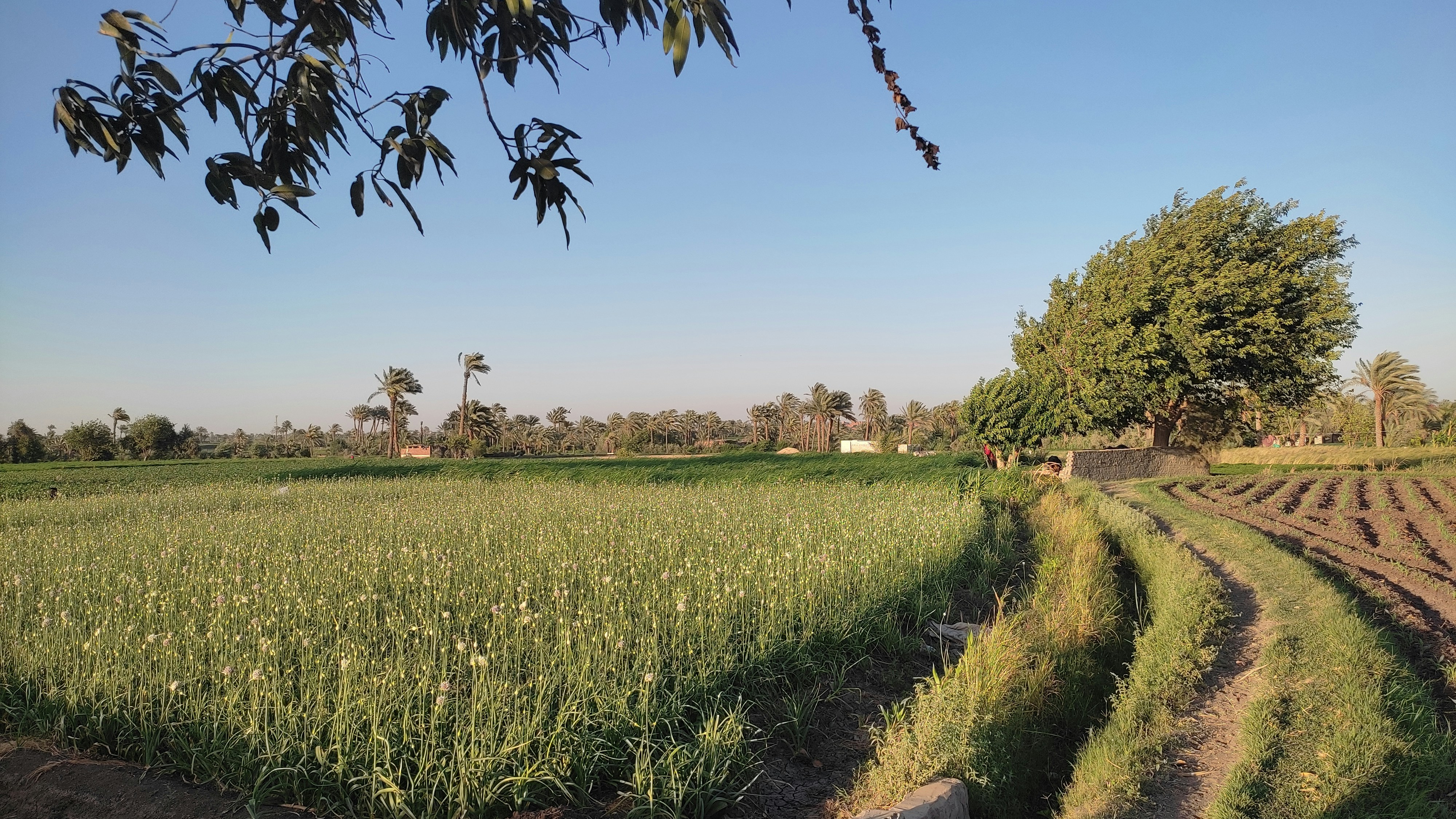 A field of flowering crops beside a dirt path and palm trees