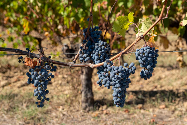 Les vins rouges de Crète : les cépages que je ramène de mes voyages
