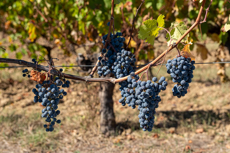 Grappes de raisin noir mûr sur un cep de vigne palissé en fin d'été