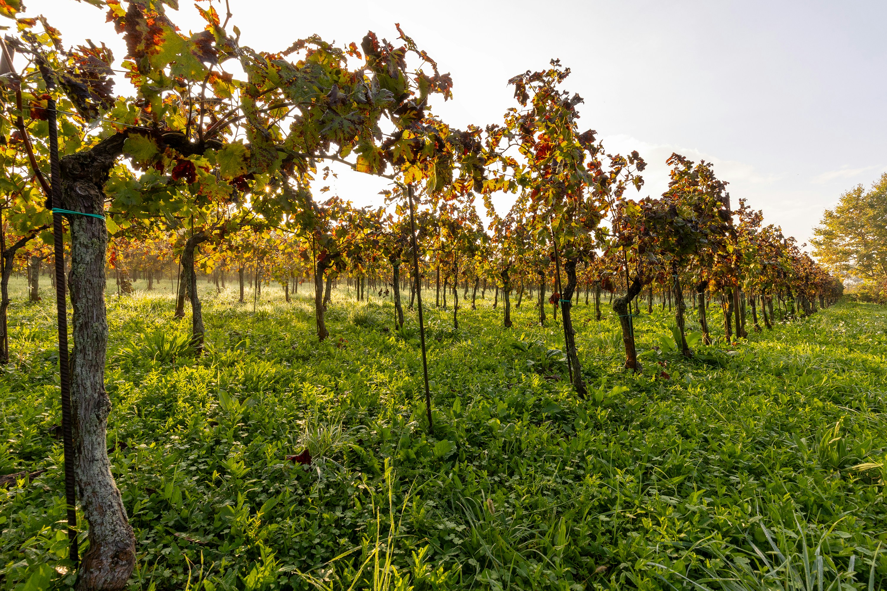 Rows of grapevines with autumn leaves in a sunlit vineyard at golden hour