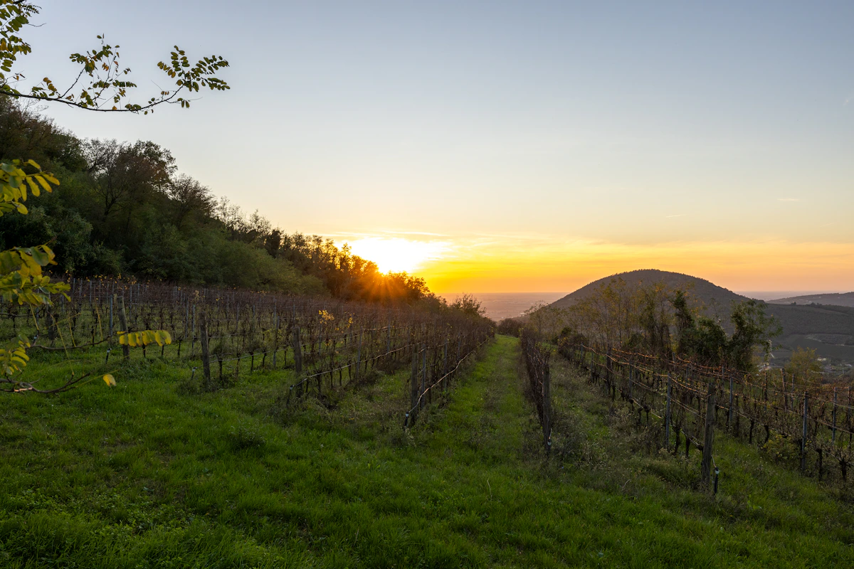 Vineyards in Teolo, Veneto at sunset
