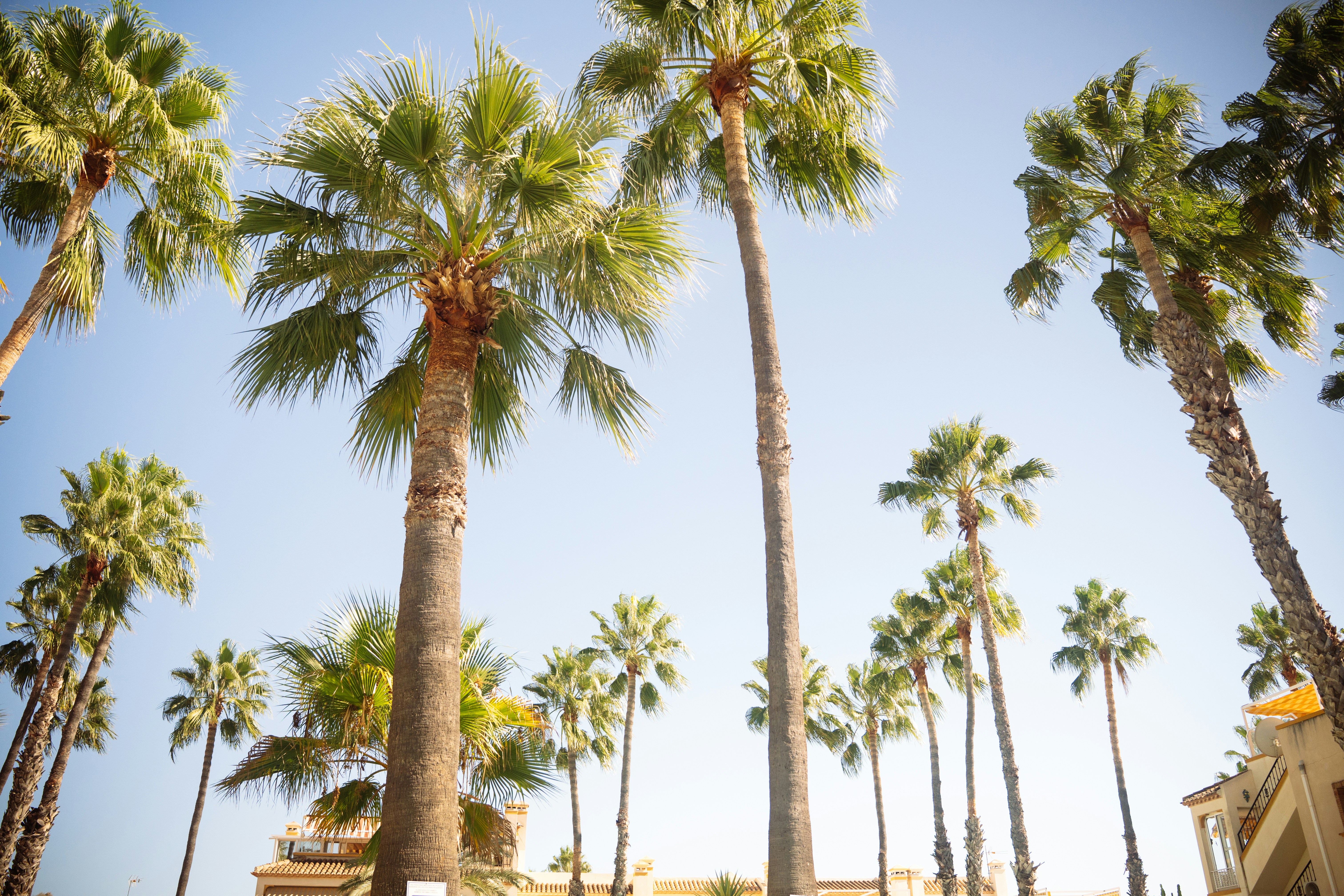 Palmeras contra cielo azul claro - Foto gratuita en Unsplash