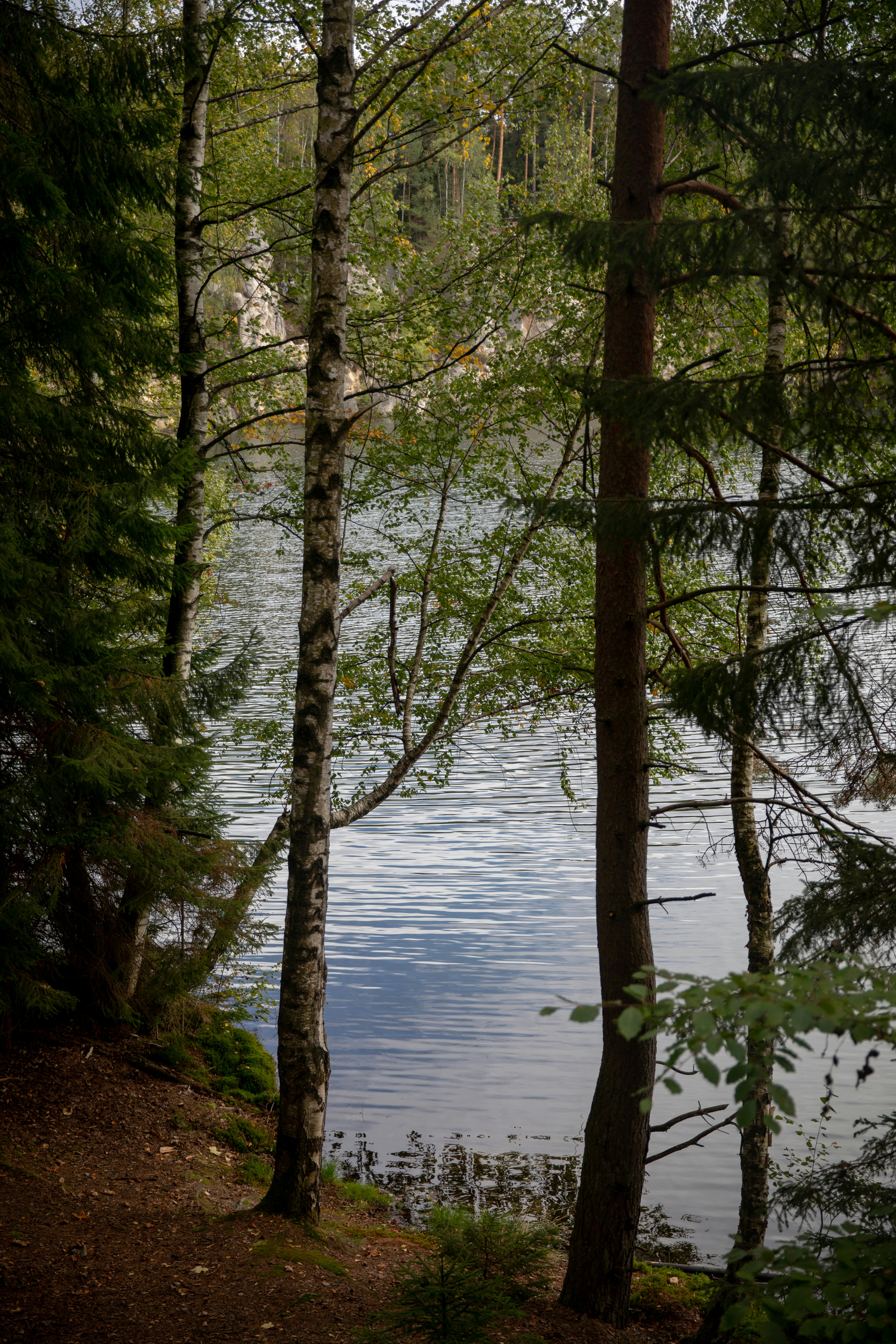 Abedules y pinos junto al lago - Foto gratuita en Unsplash