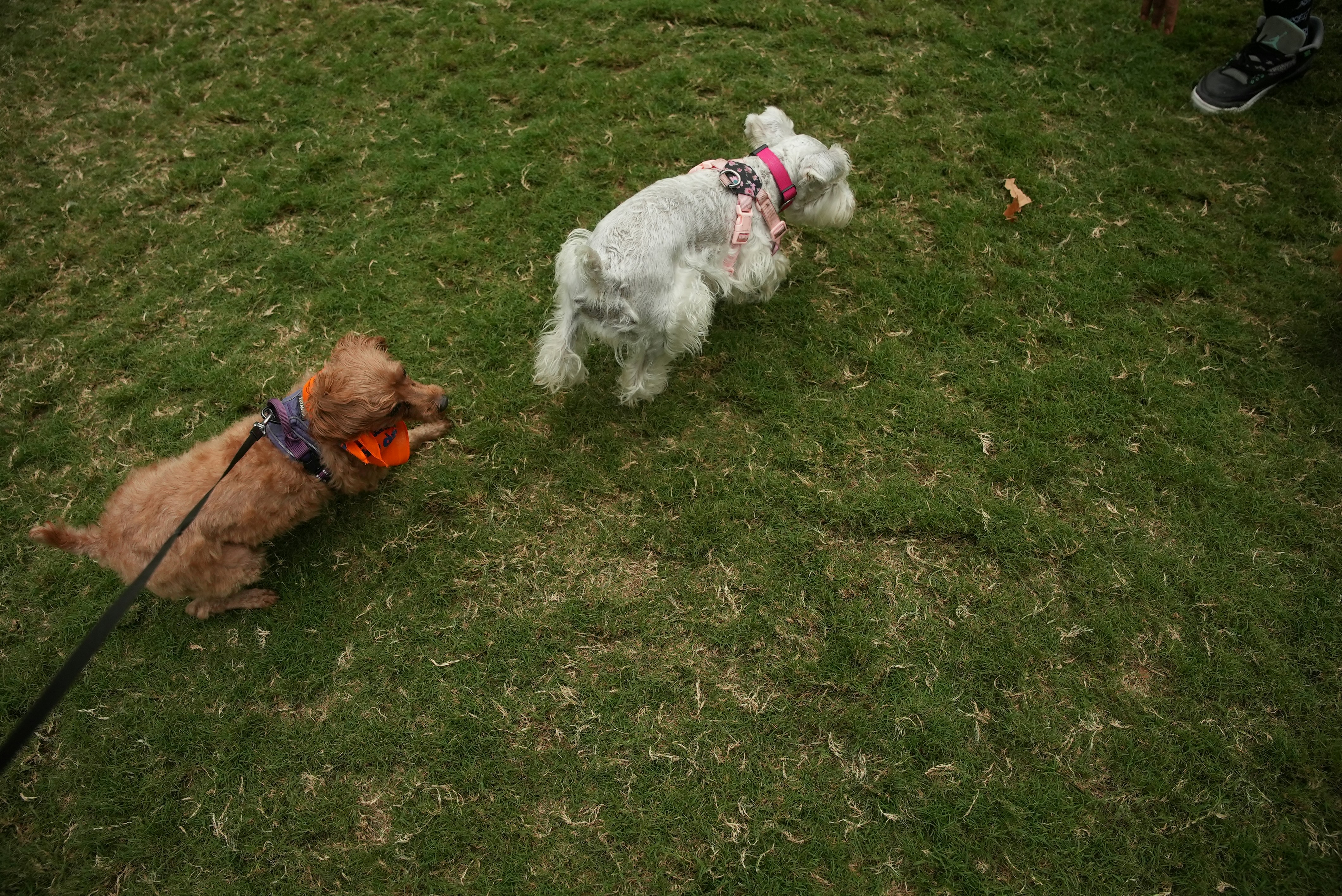 A brown dog on a leash and a white dog on green grass