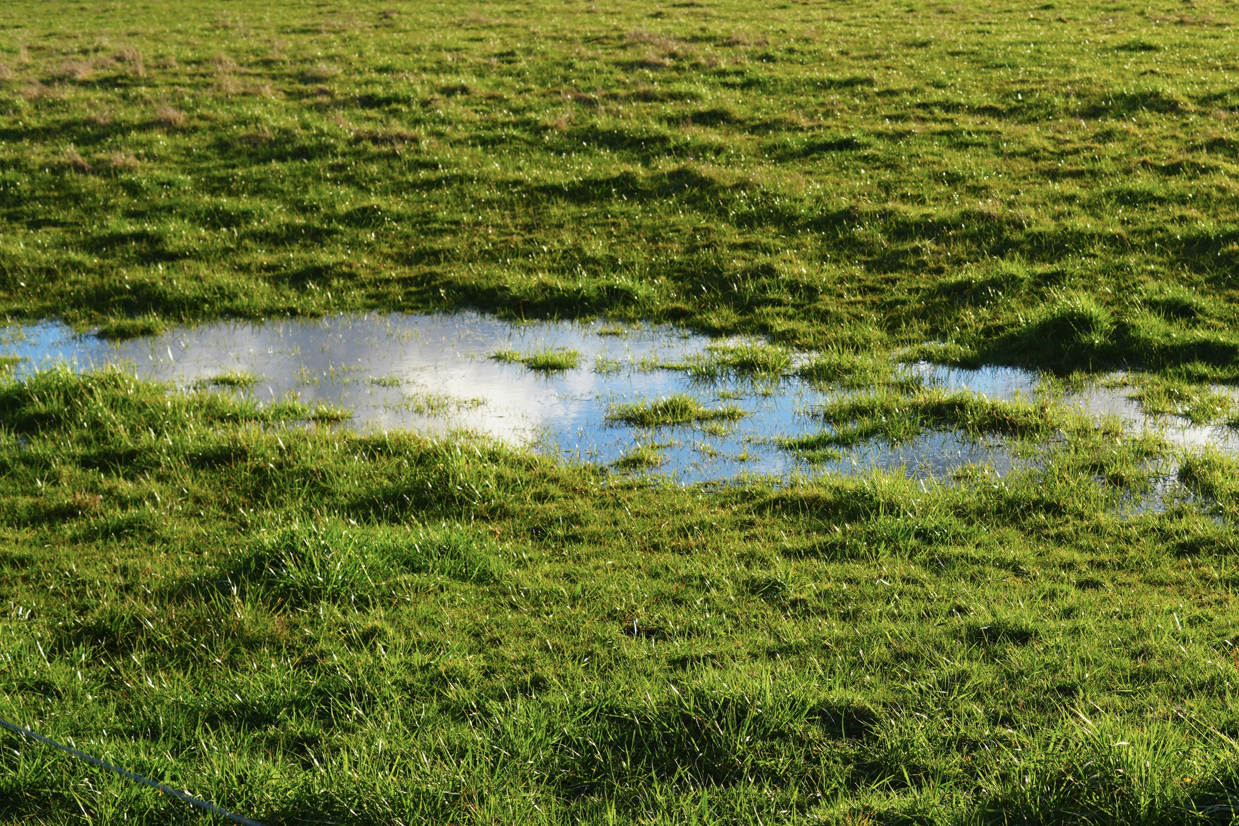 Puddle in green grassy meadow - Free Photo on Unsplash