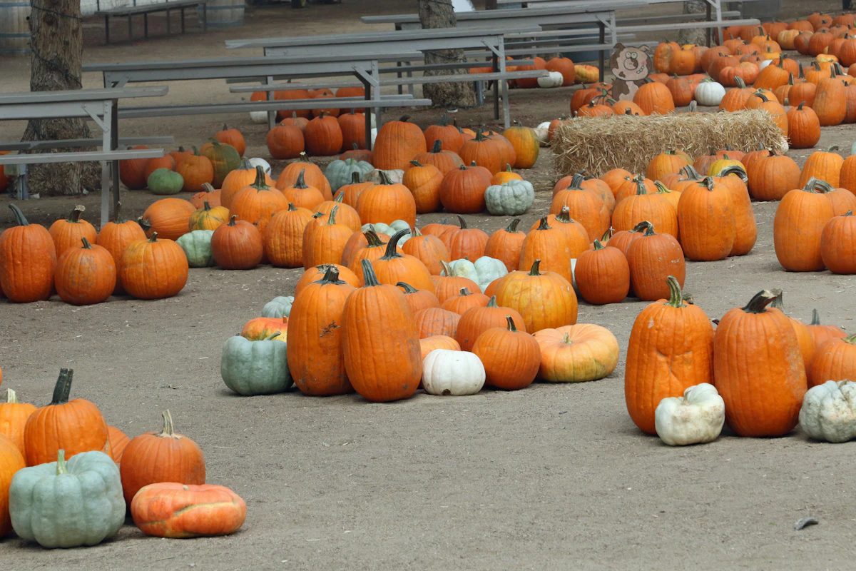 Pumpkins in the grass