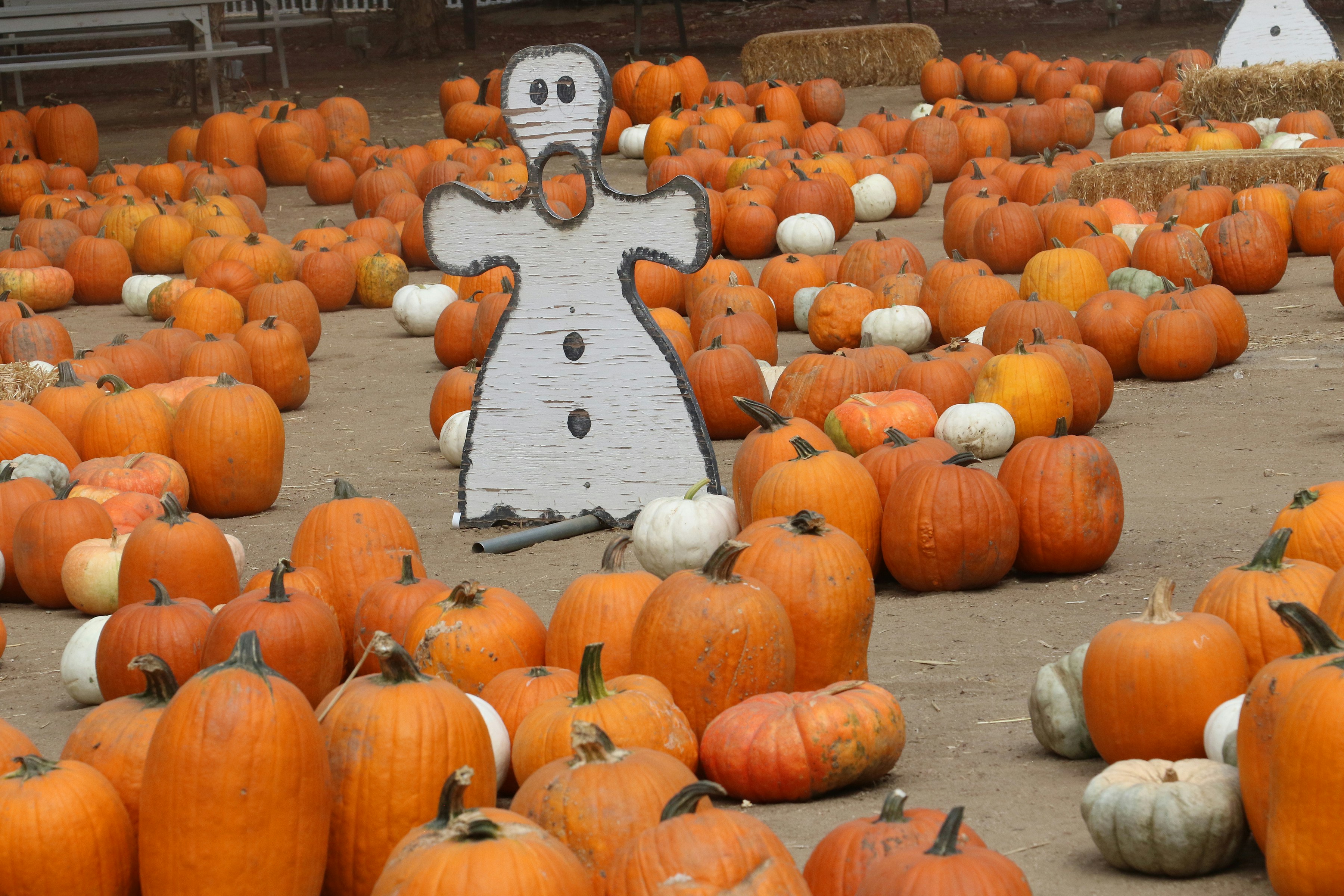 Natrona County 4H Hosts Sixth Annual Pumpkin Fest This Saturday With Games And Food