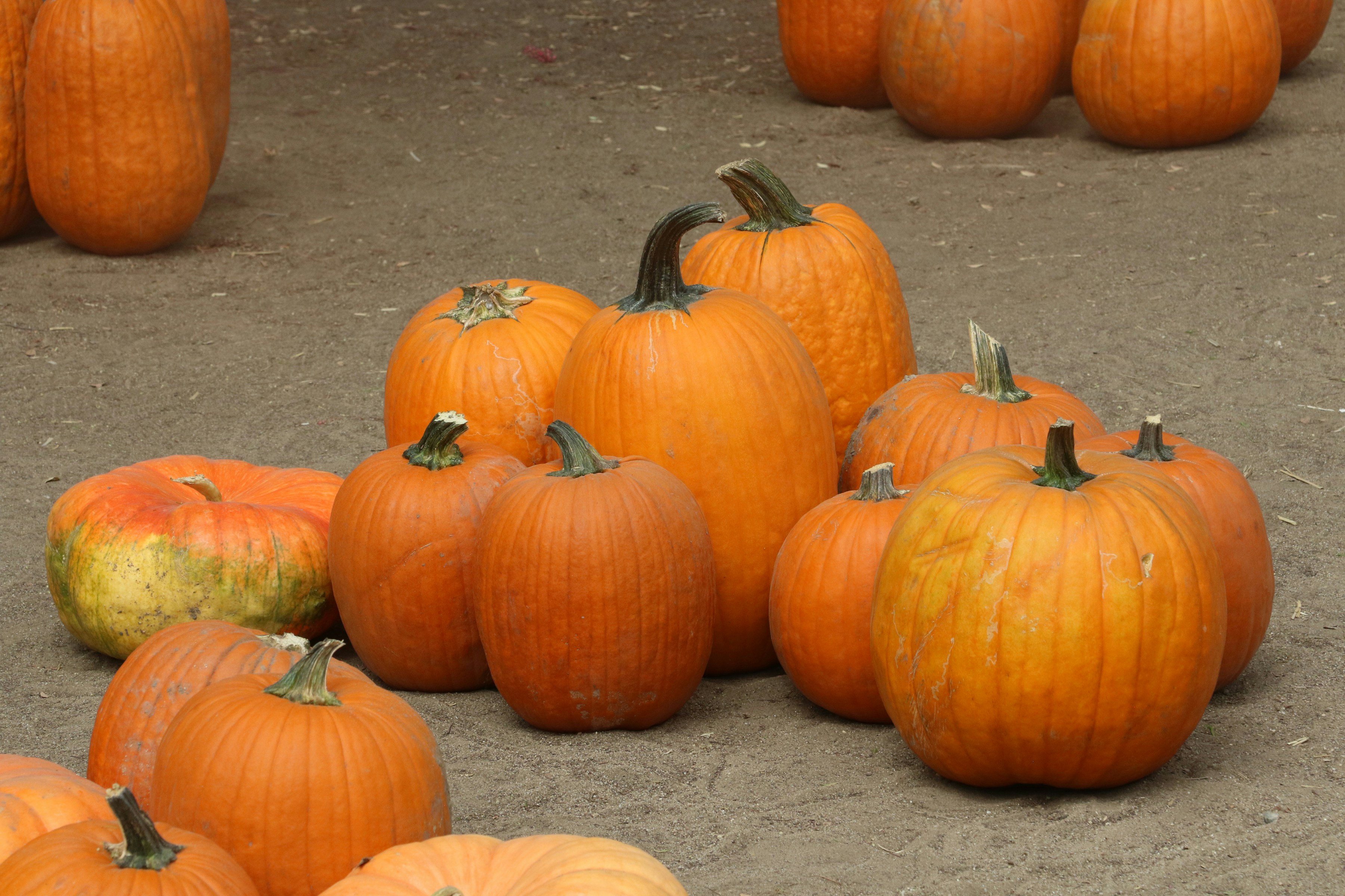 A group of orange pumpkins on a dirt ground in a field