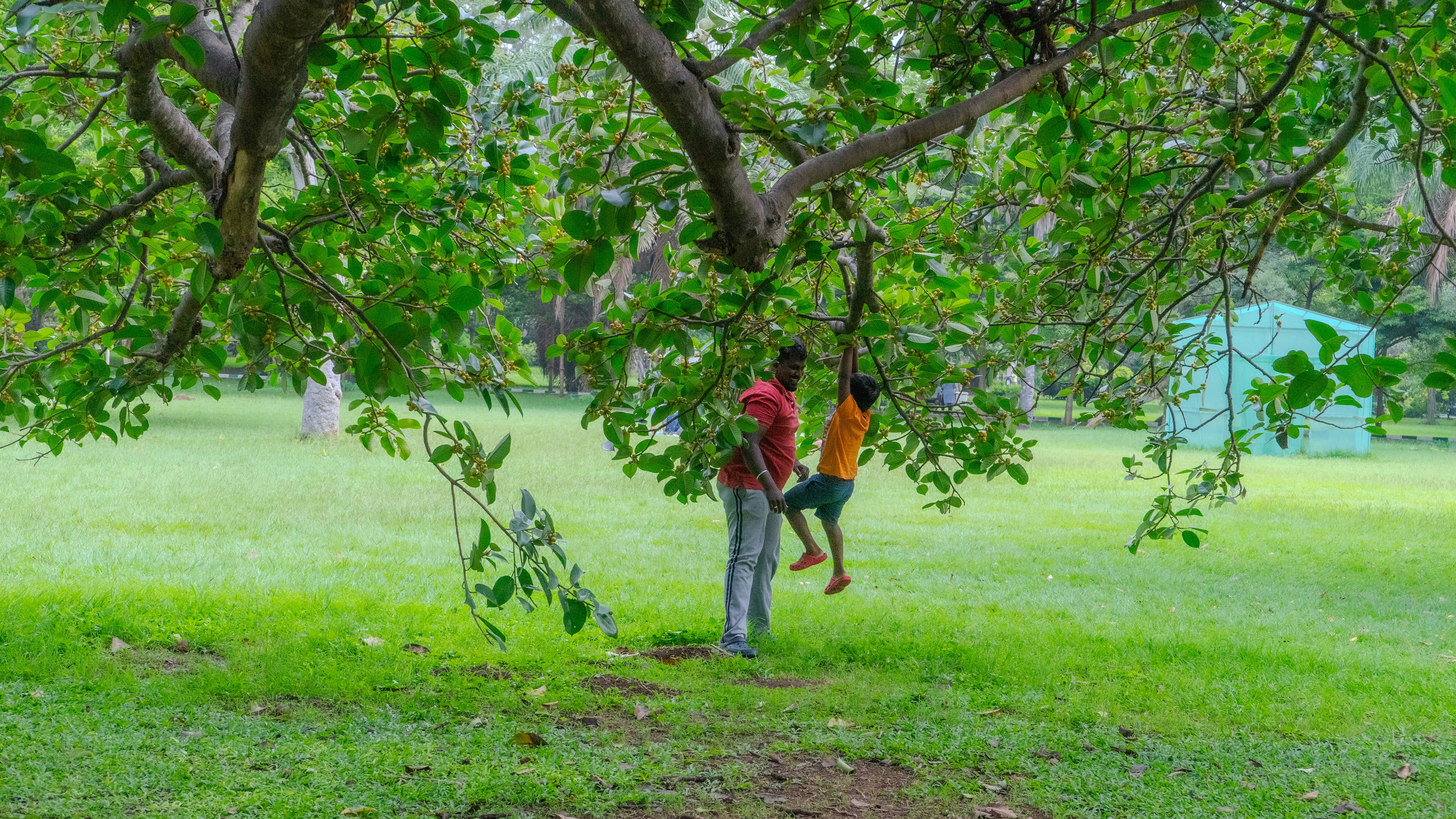 An adult and a child playing under a large tree in a park