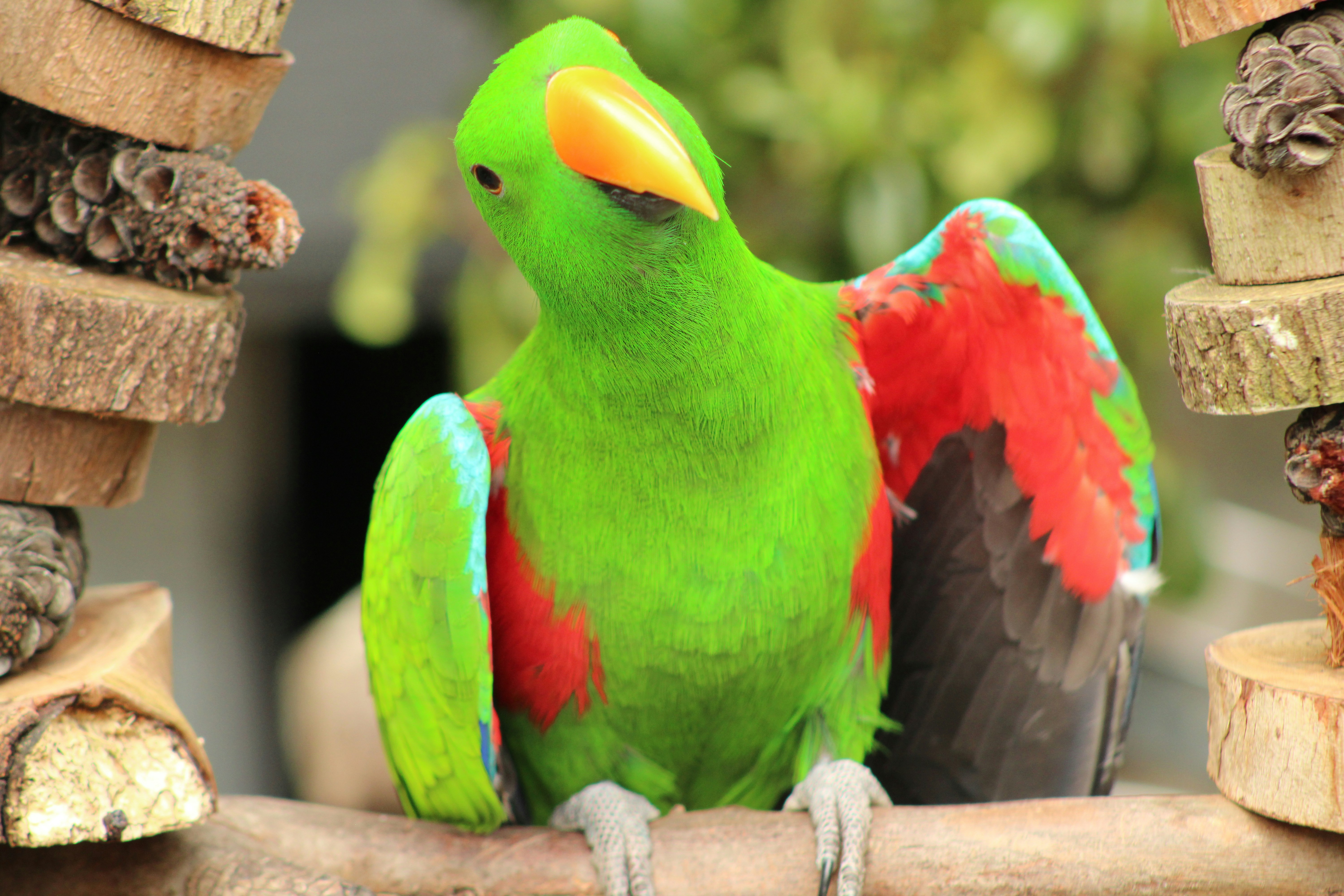 Loro eclectus sobre rama de madera - Foto gratuita en Unsplash