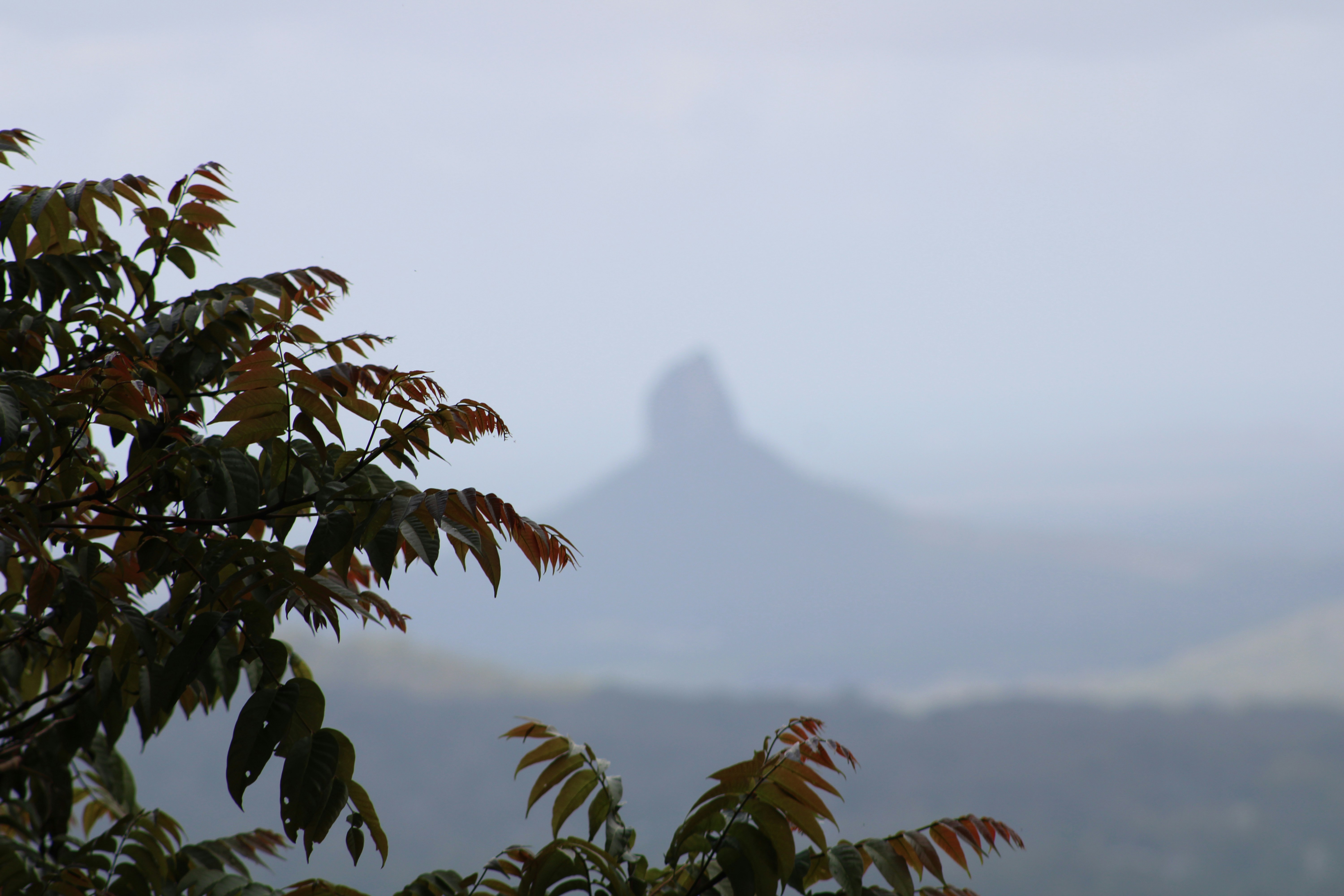 Green leaves in the foreground with a misty mountain peak in the distance