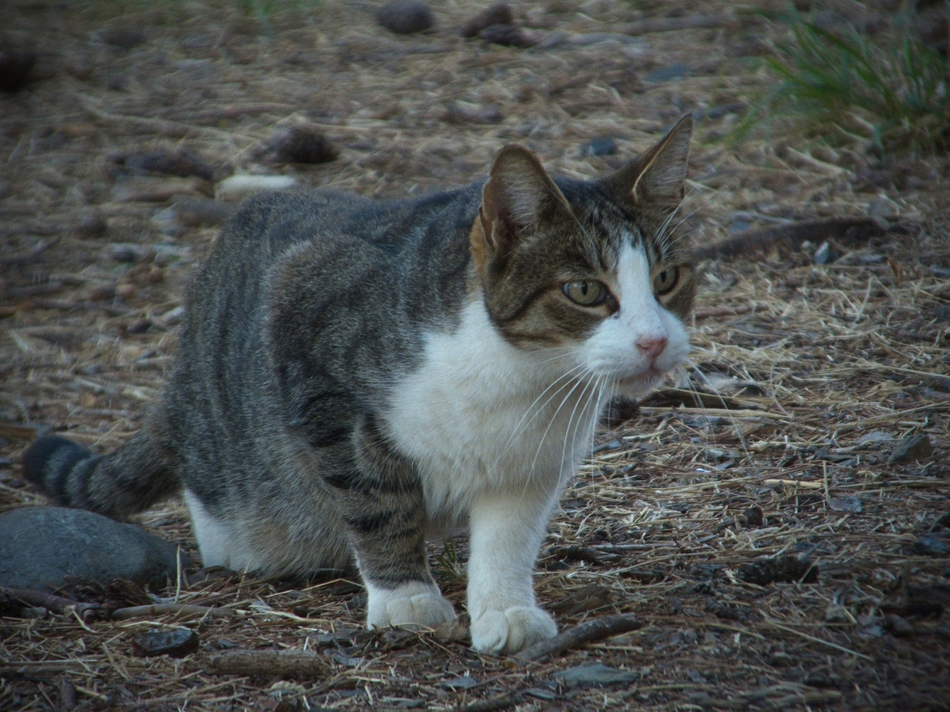 A tabby and white cat on dry ground with scattered twigs and stones