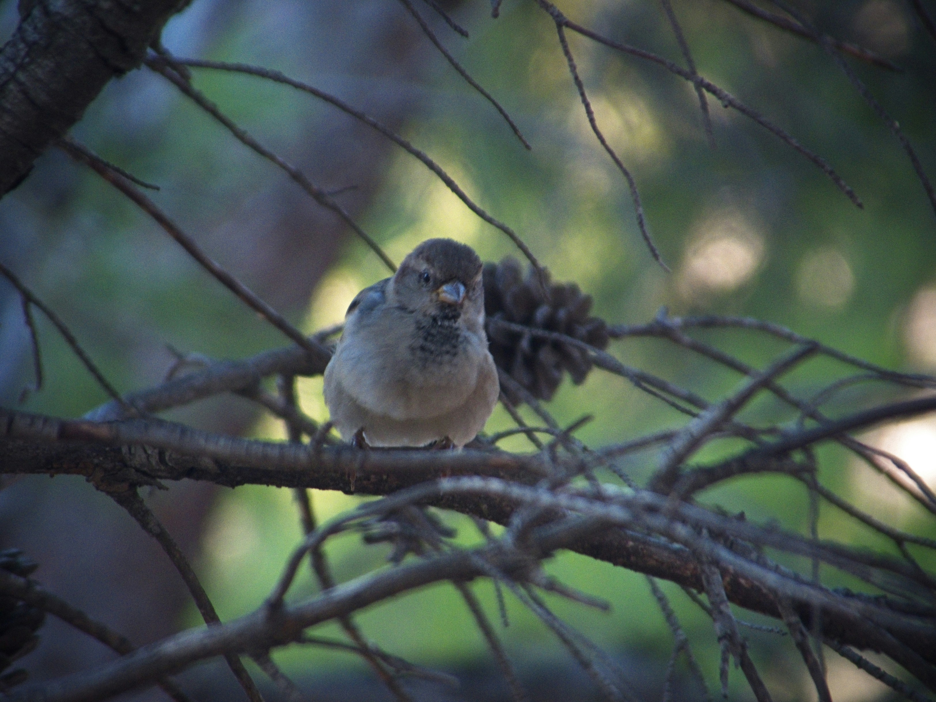 A small brown sparrow perched on a thin branch among pine needles