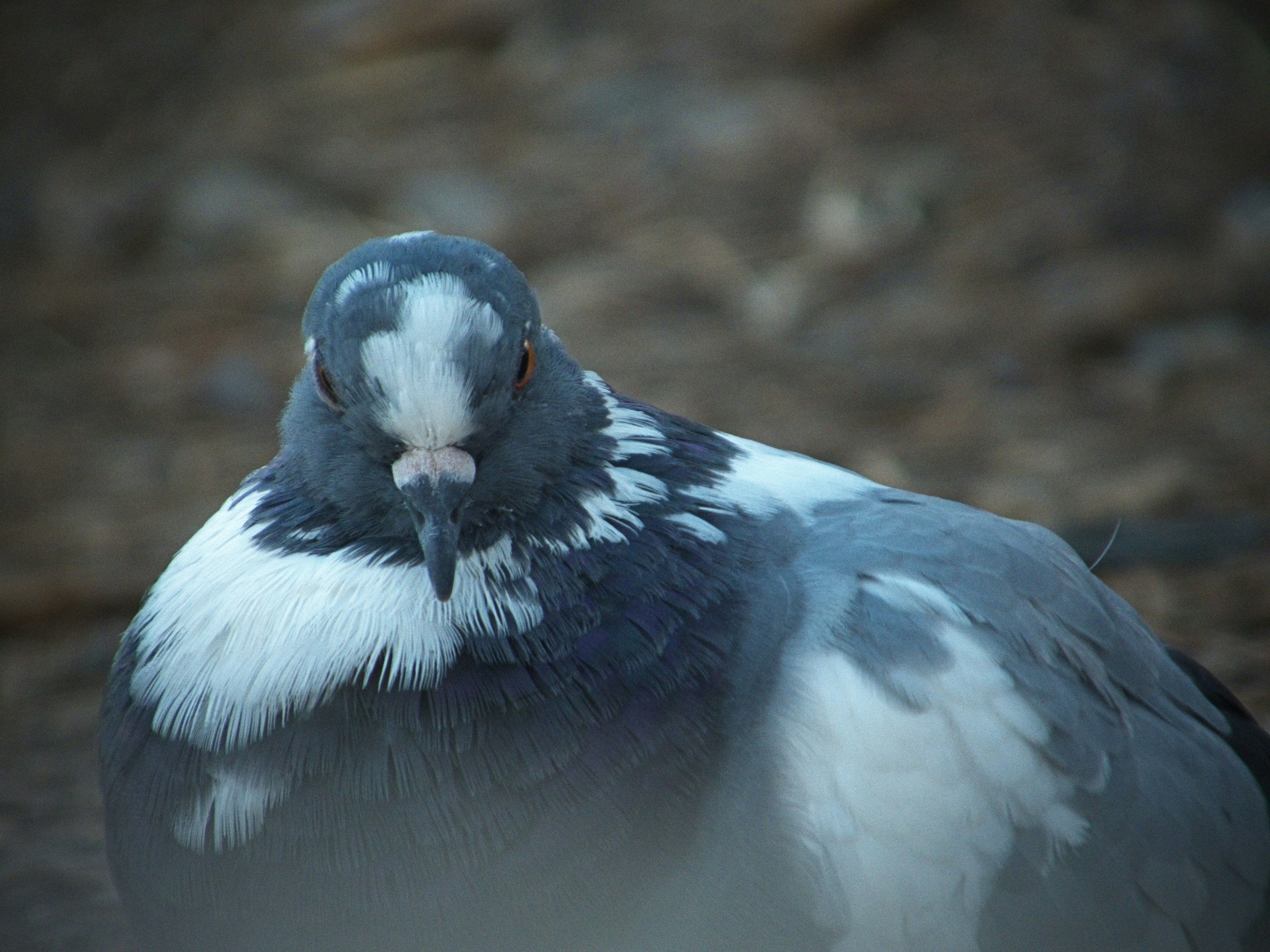 A grey and white pigeon with orange eyes looking down