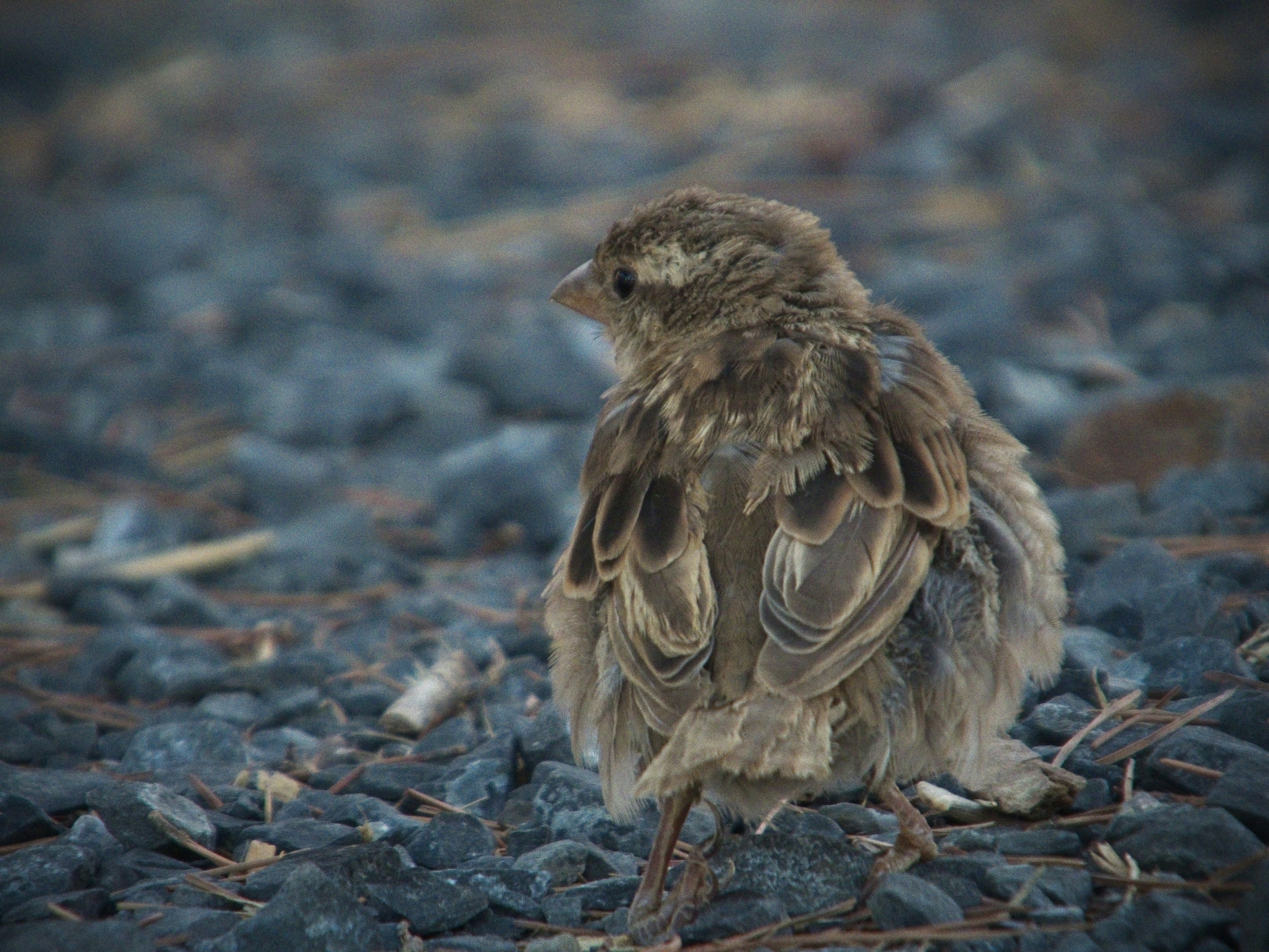 A small brown sparrow standing on a bed of dark grey gravel